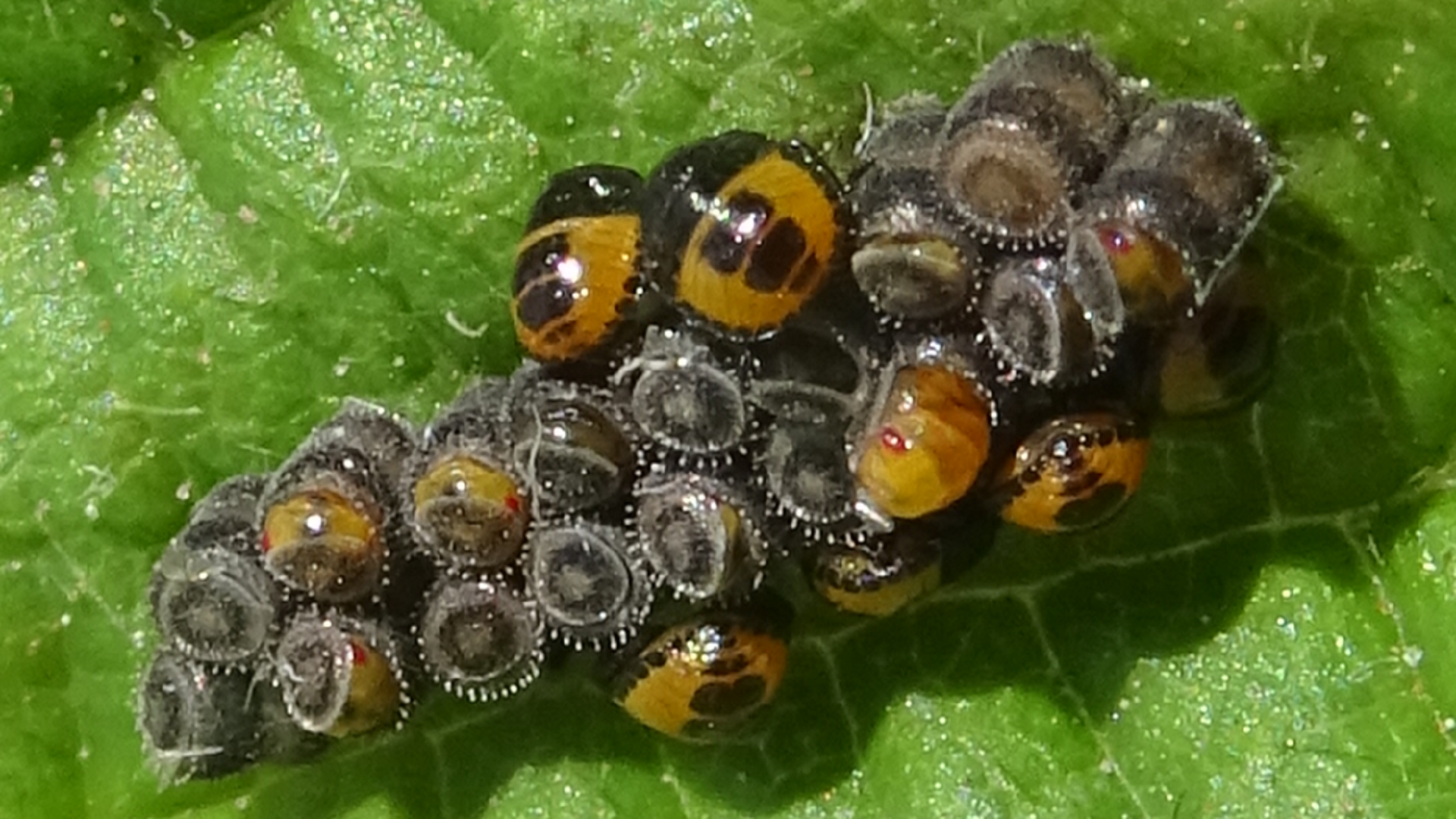 Gorse Shieldbug
Piezodorus lituratus