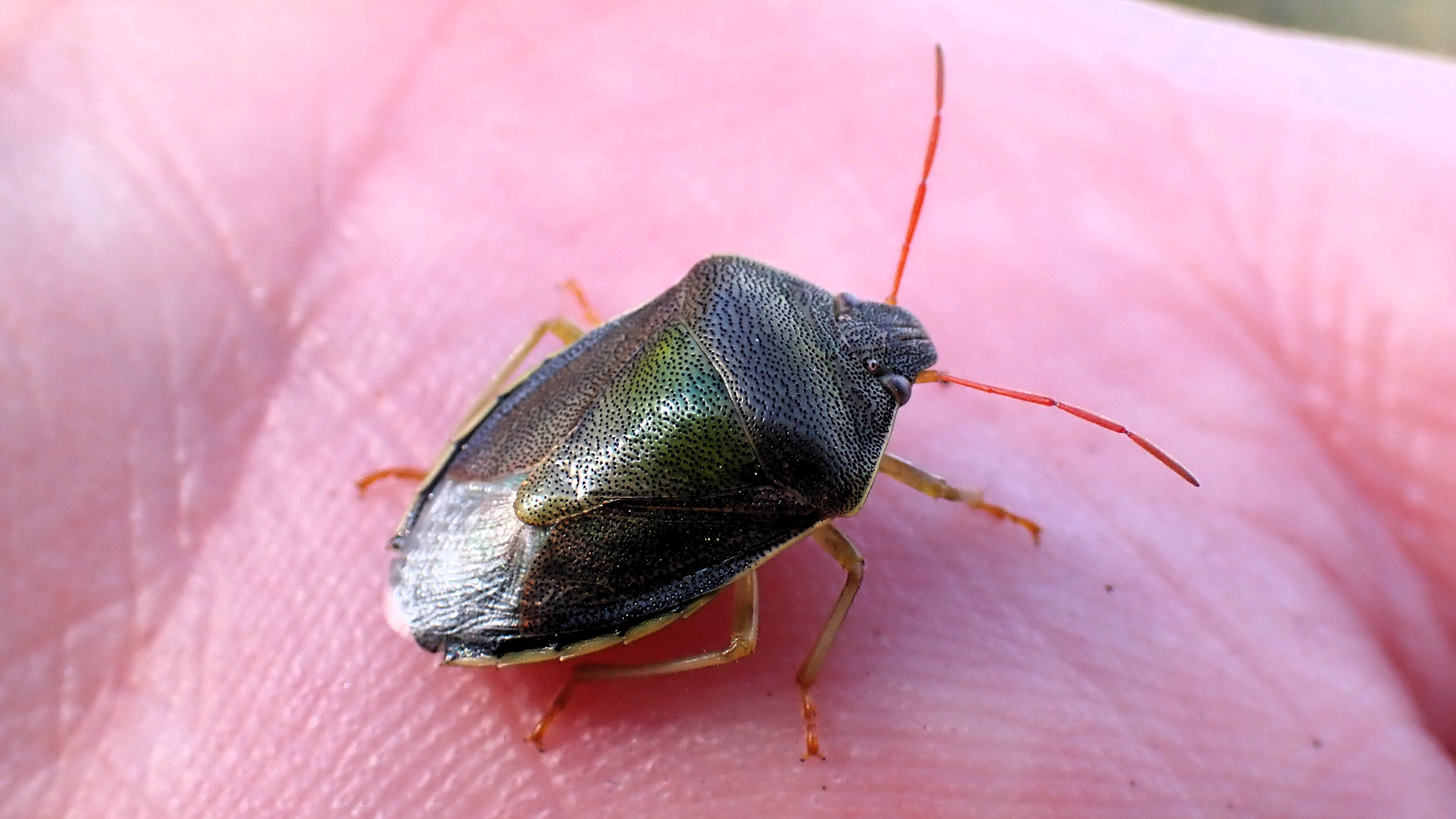 Gorse Shield bug