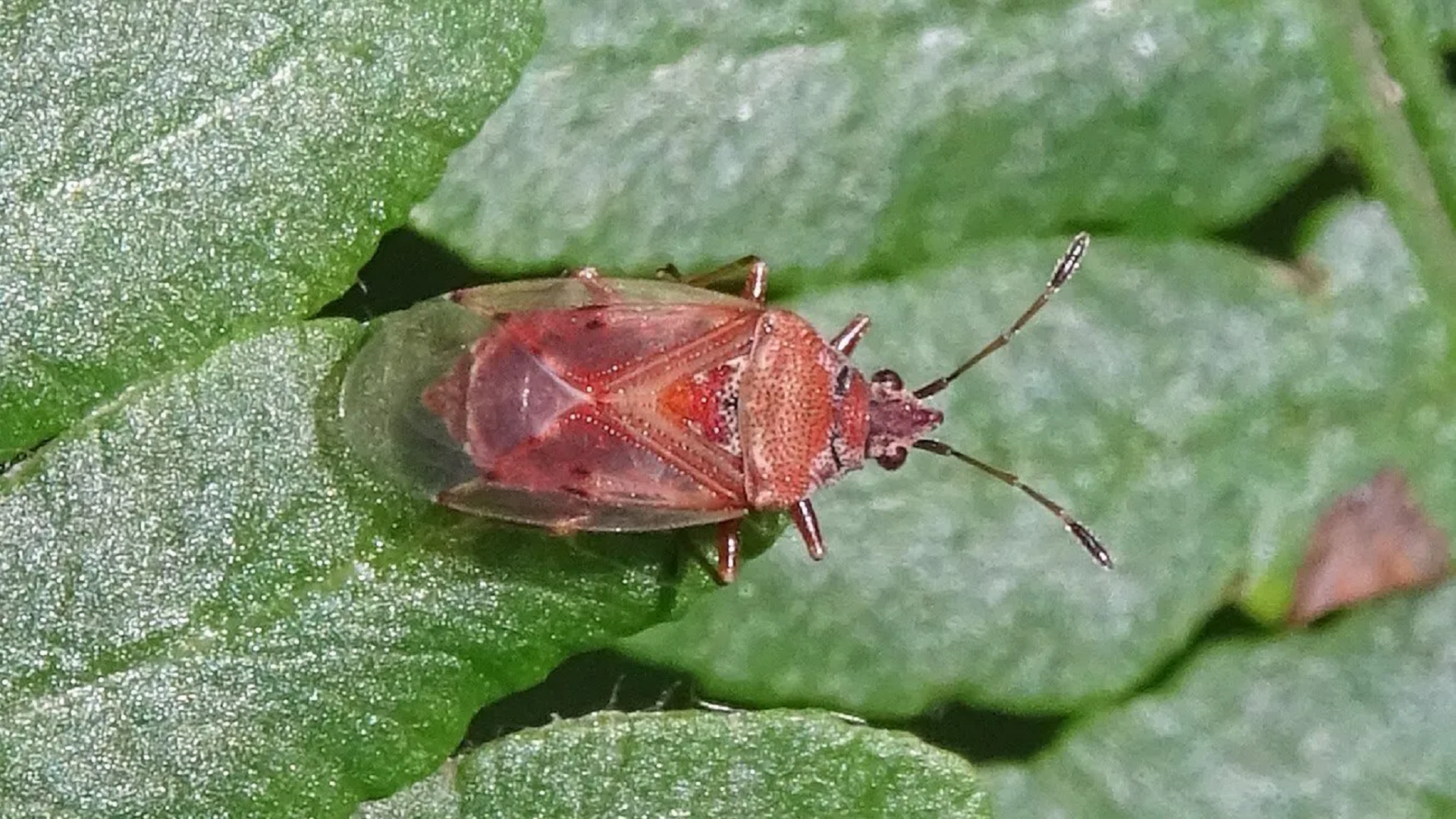 Beetle