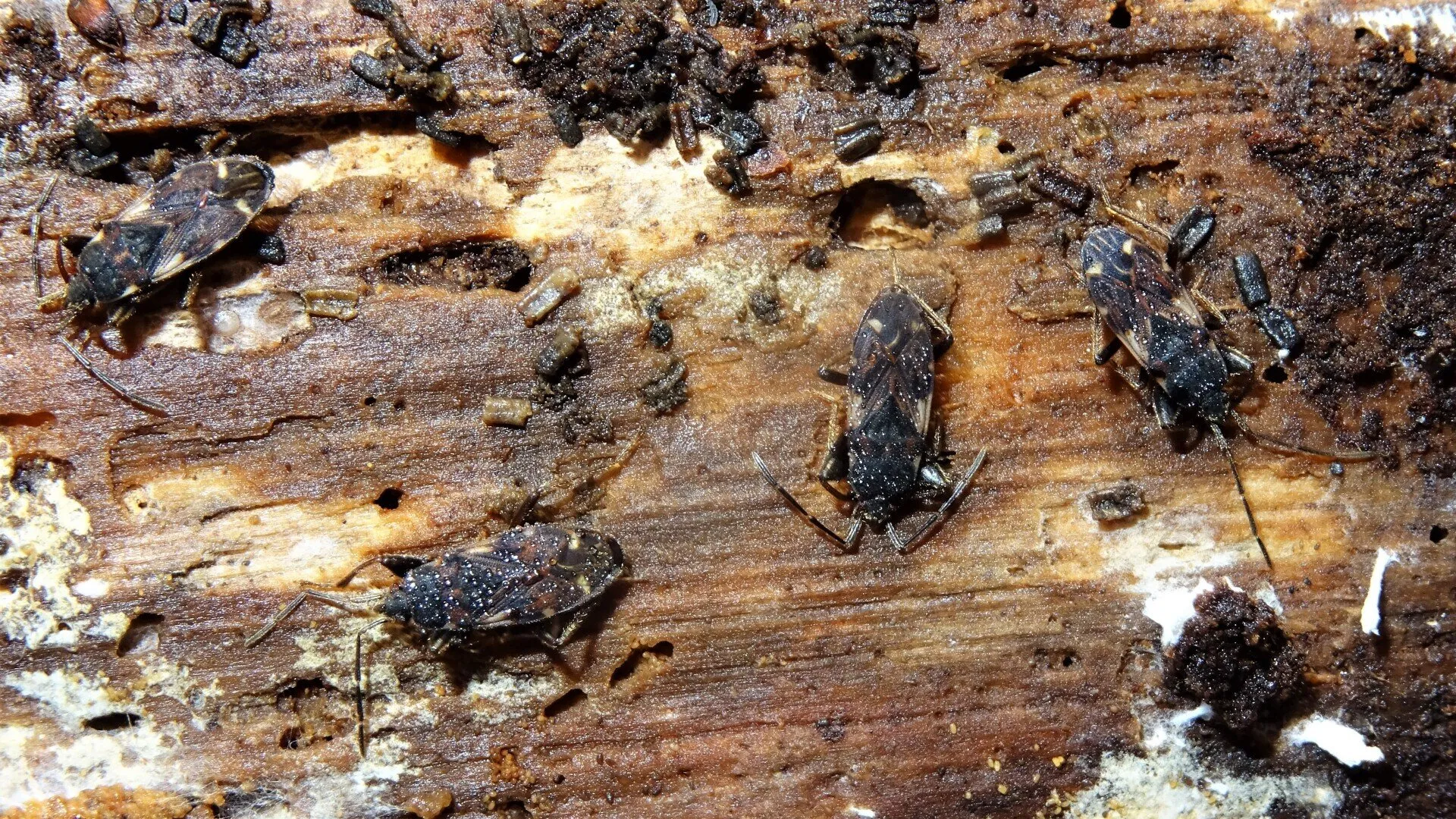 Beetle