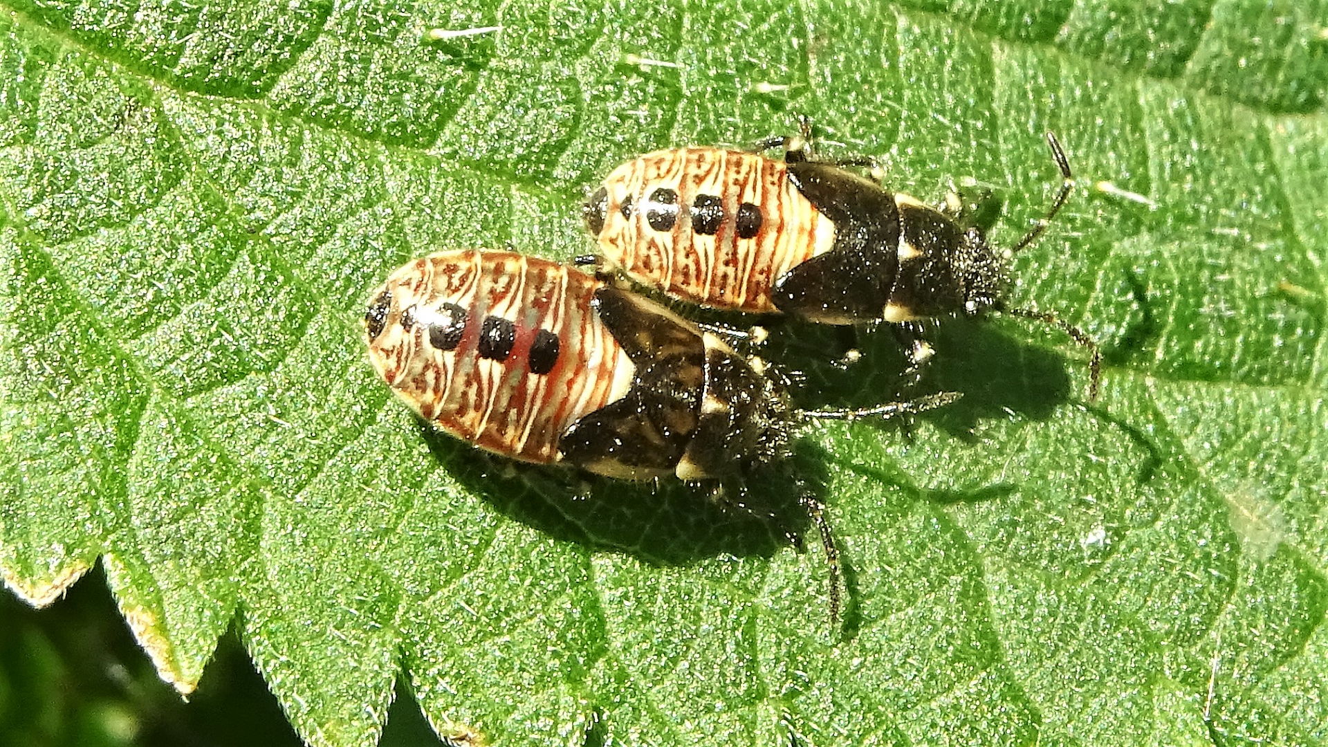 Beetle