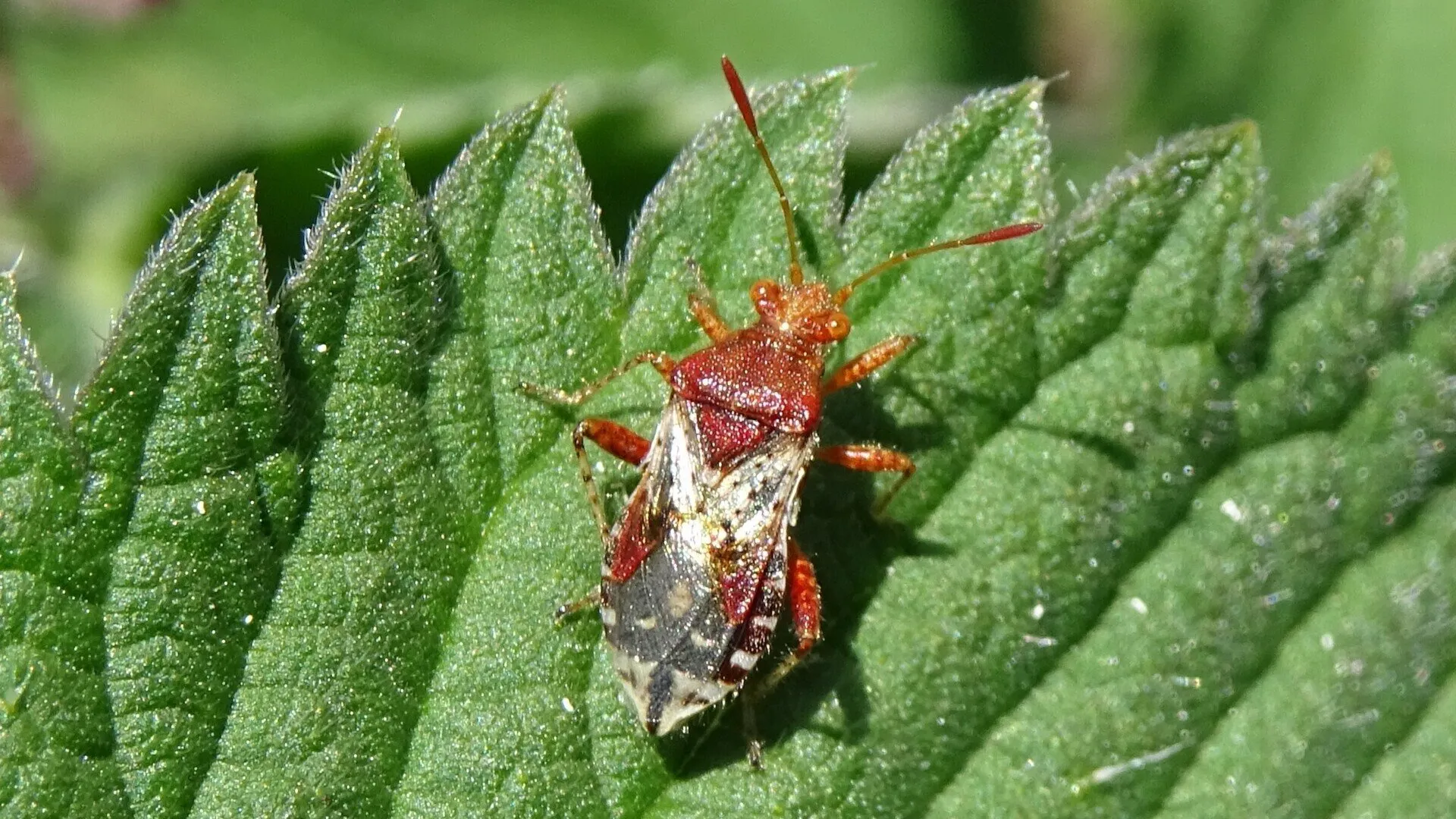 Beetle