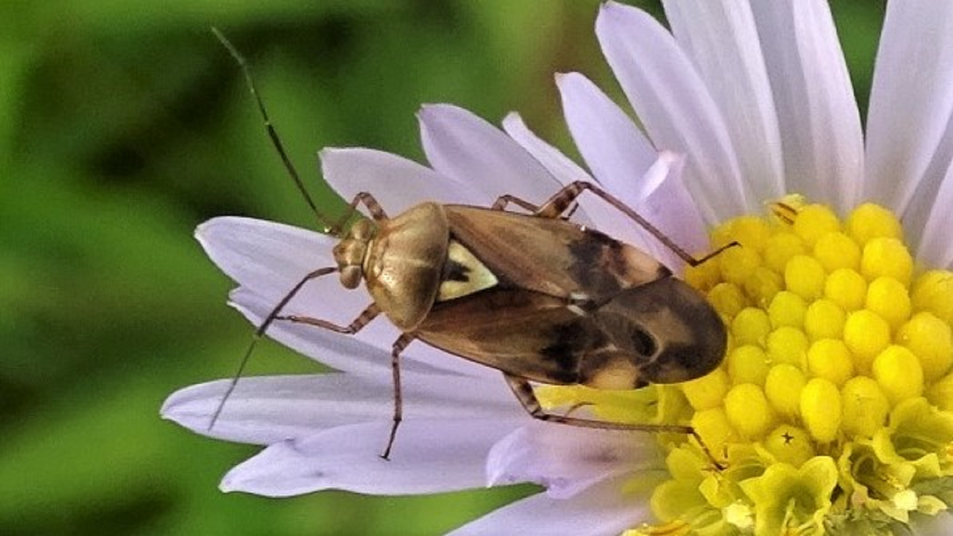 Beetle