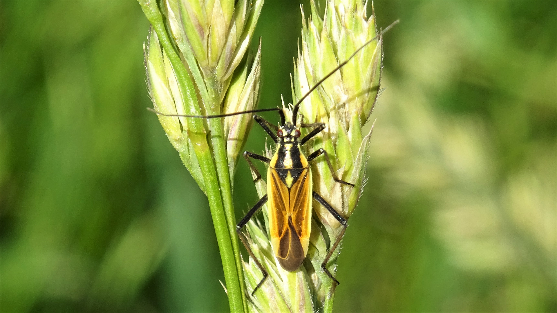Beetle