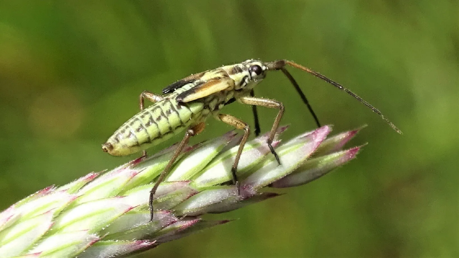 Beetle