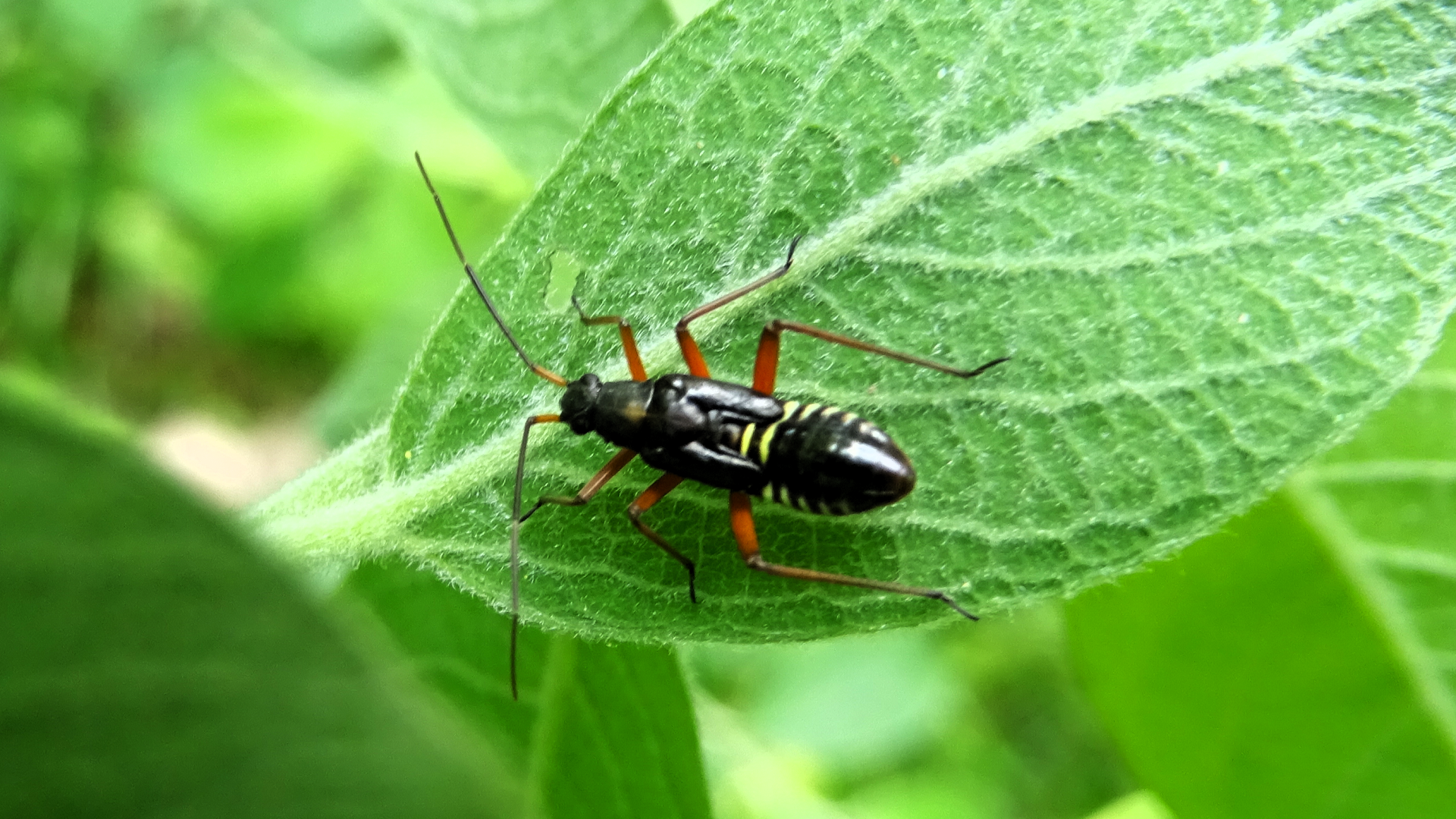 Beetle
