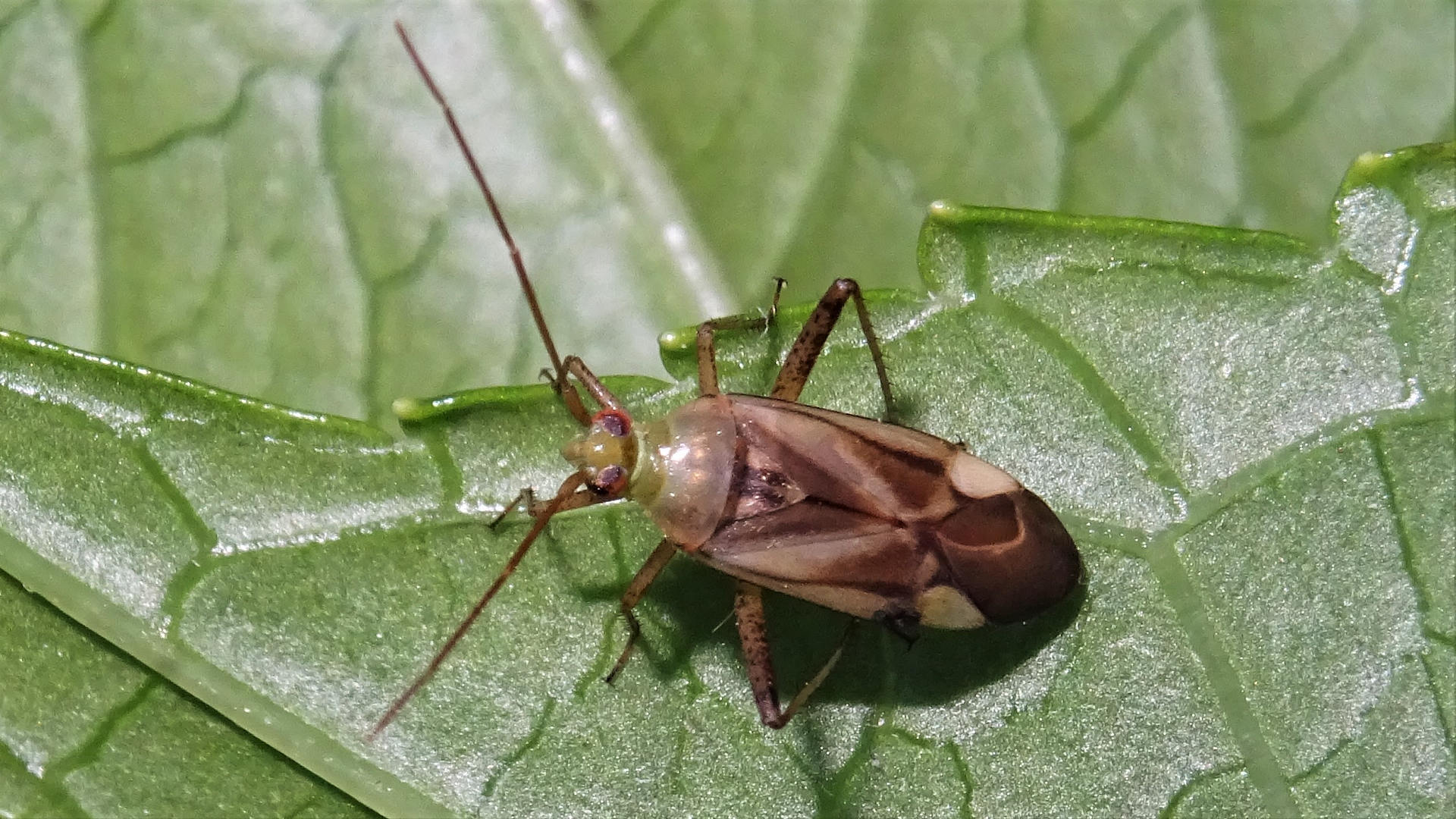 Beetle