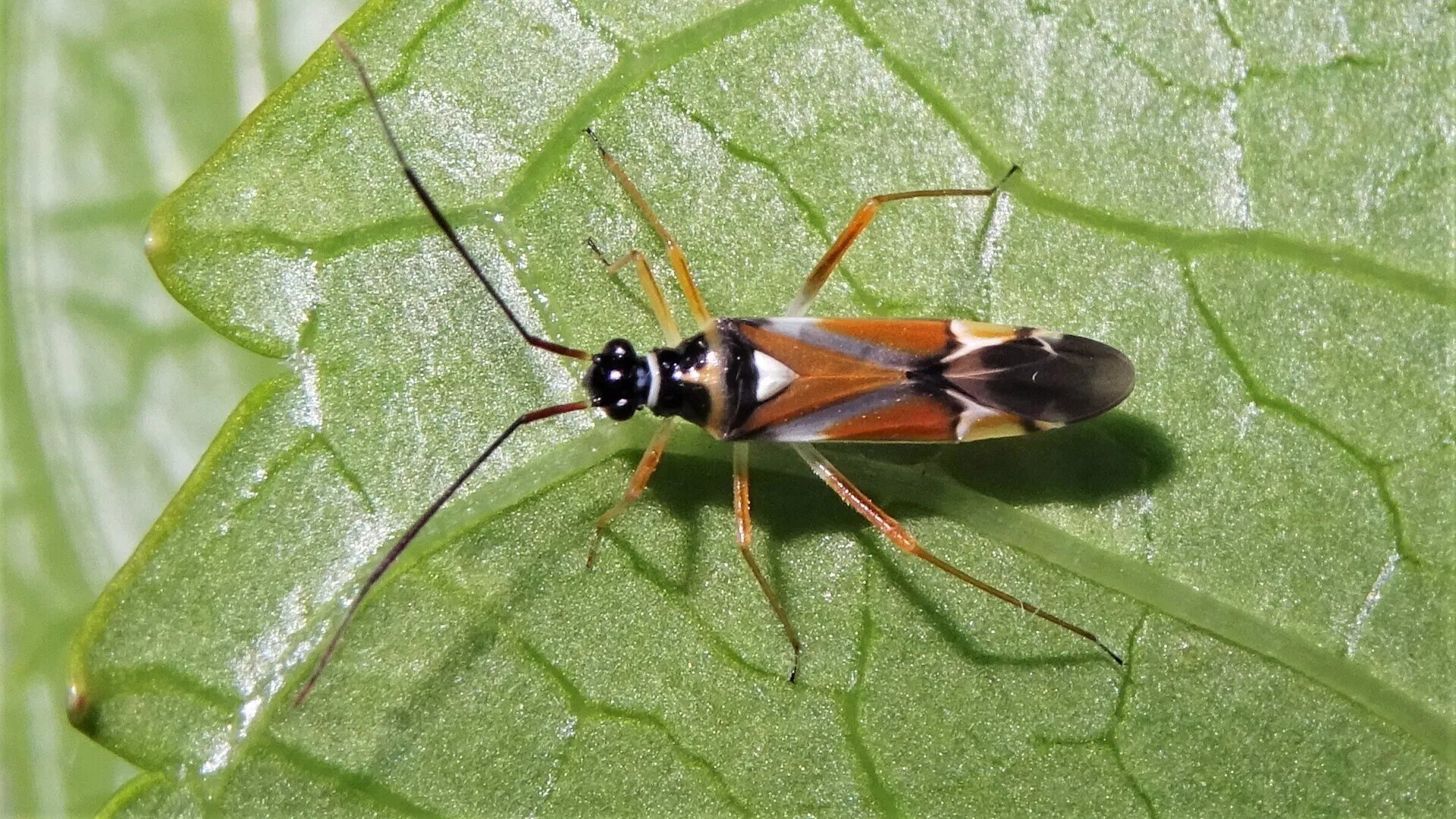 Beetle