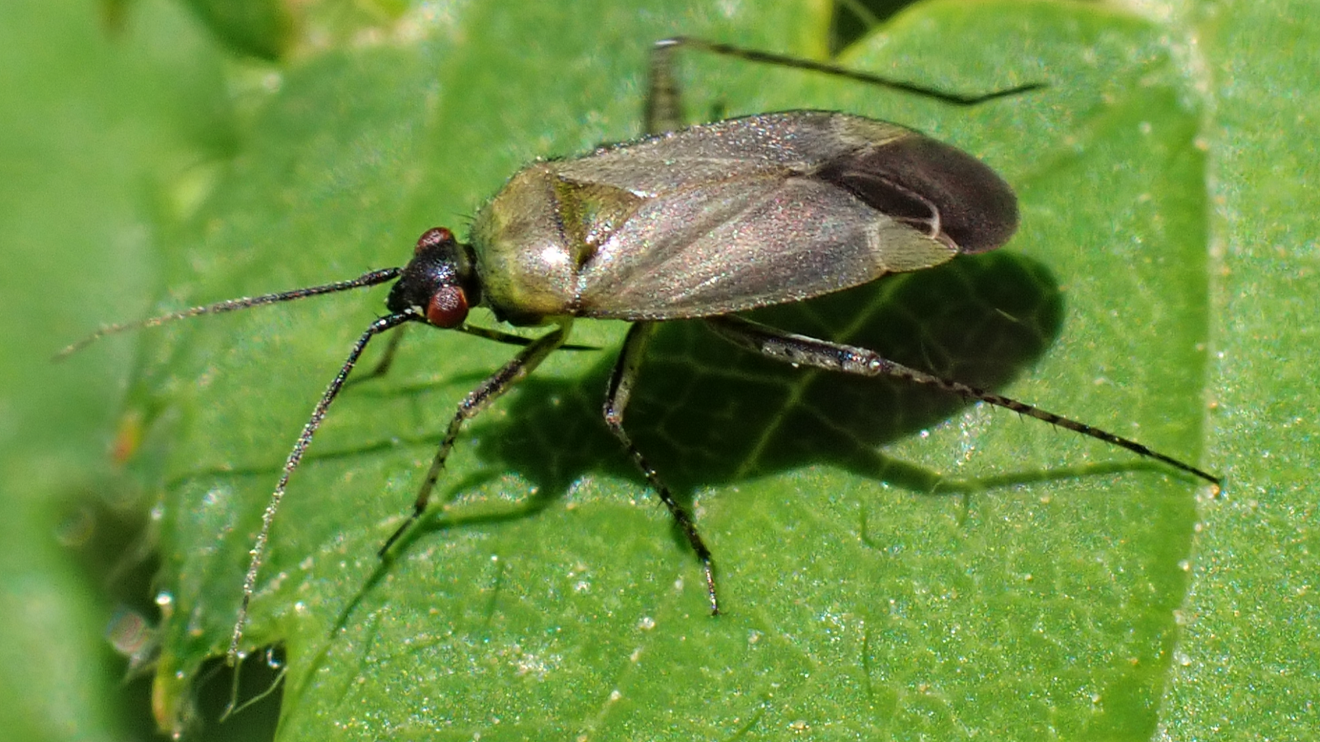 Beetle