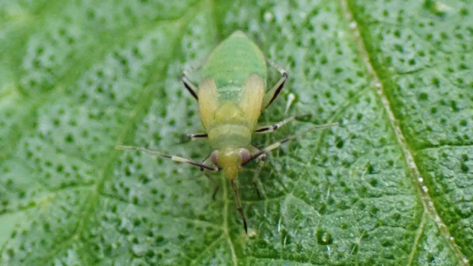 Beetle
