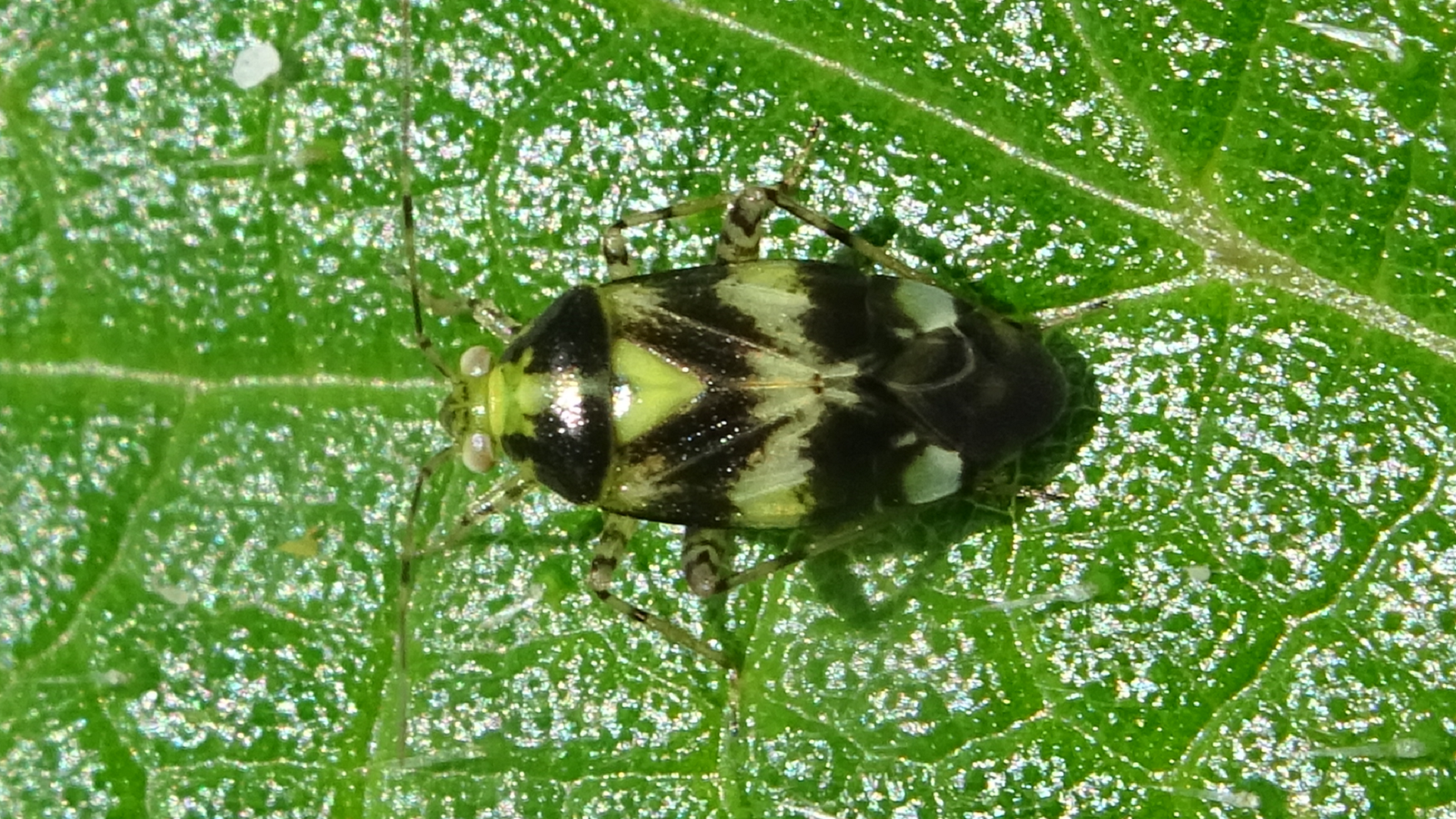 Beetle
