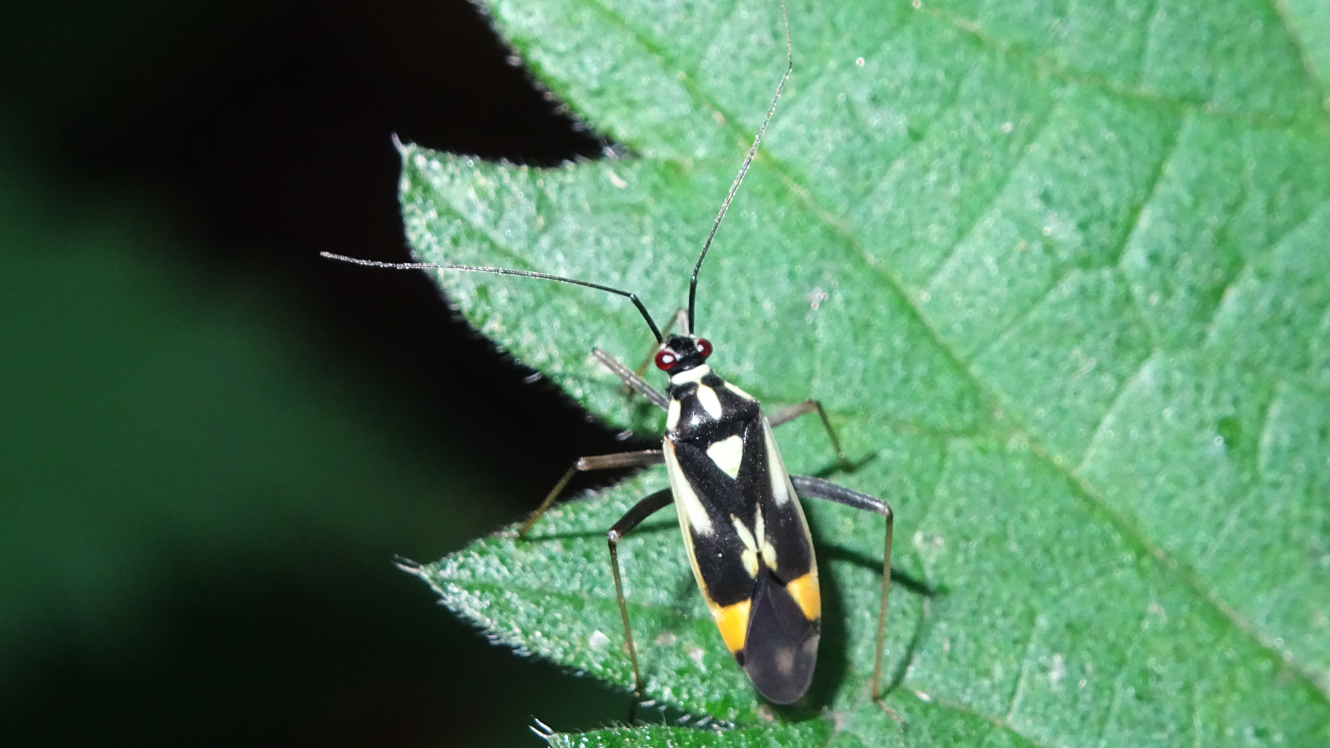 Beetle