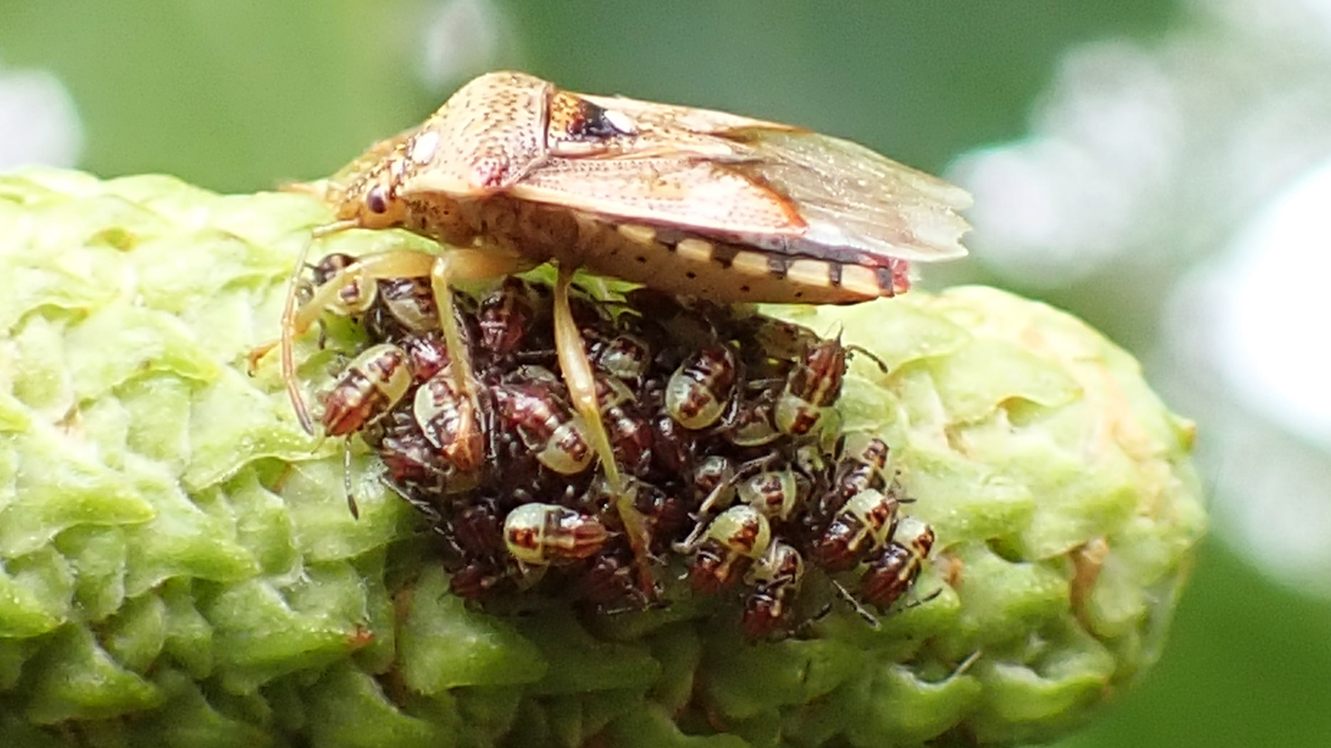 Parent Bug
Elasmucha grisea