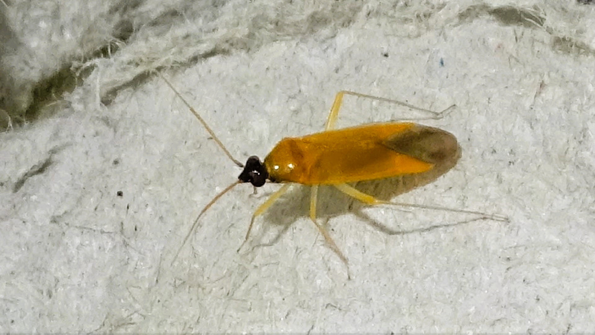 Beetle