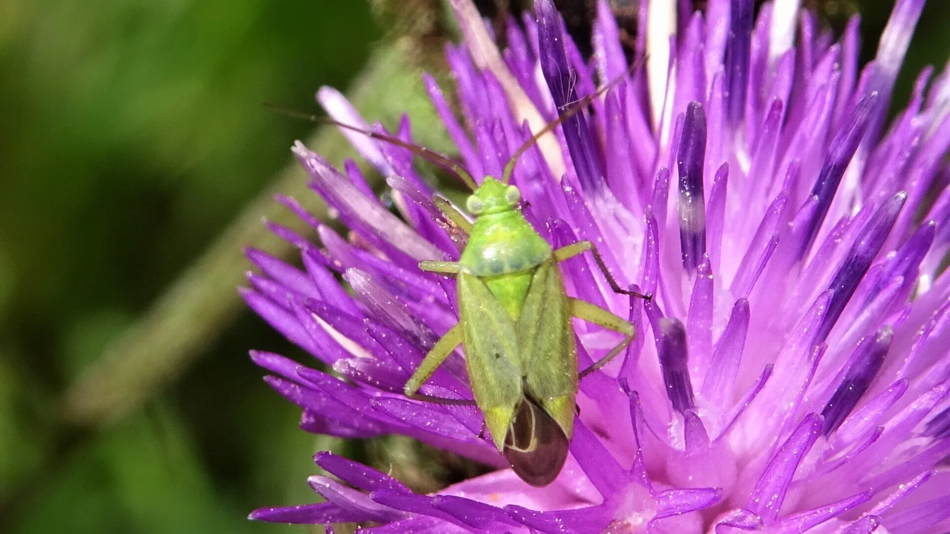 Beetle