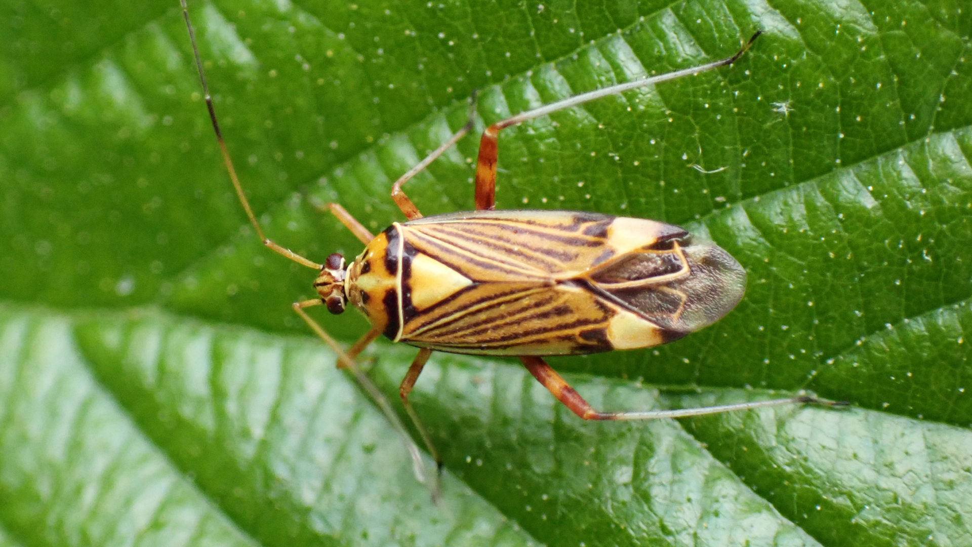 Striped Oak Bug
Rhabdomiris striatellus