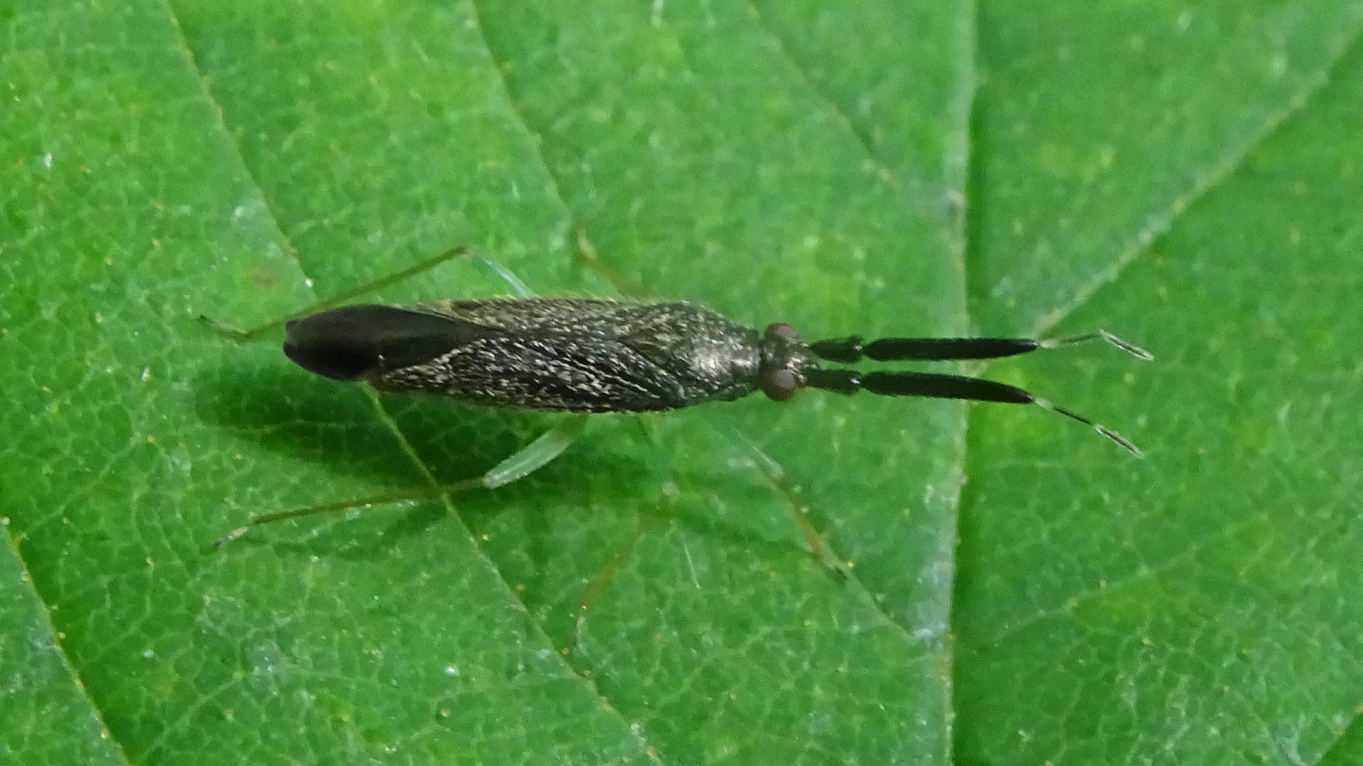 Beetle