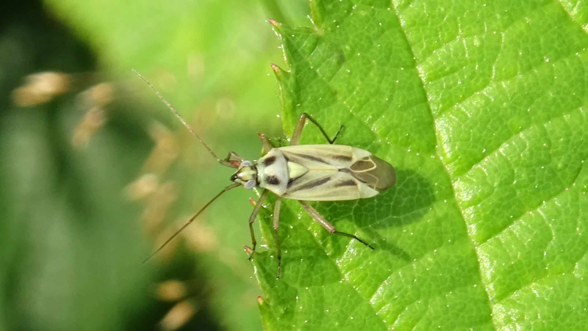 Beetle