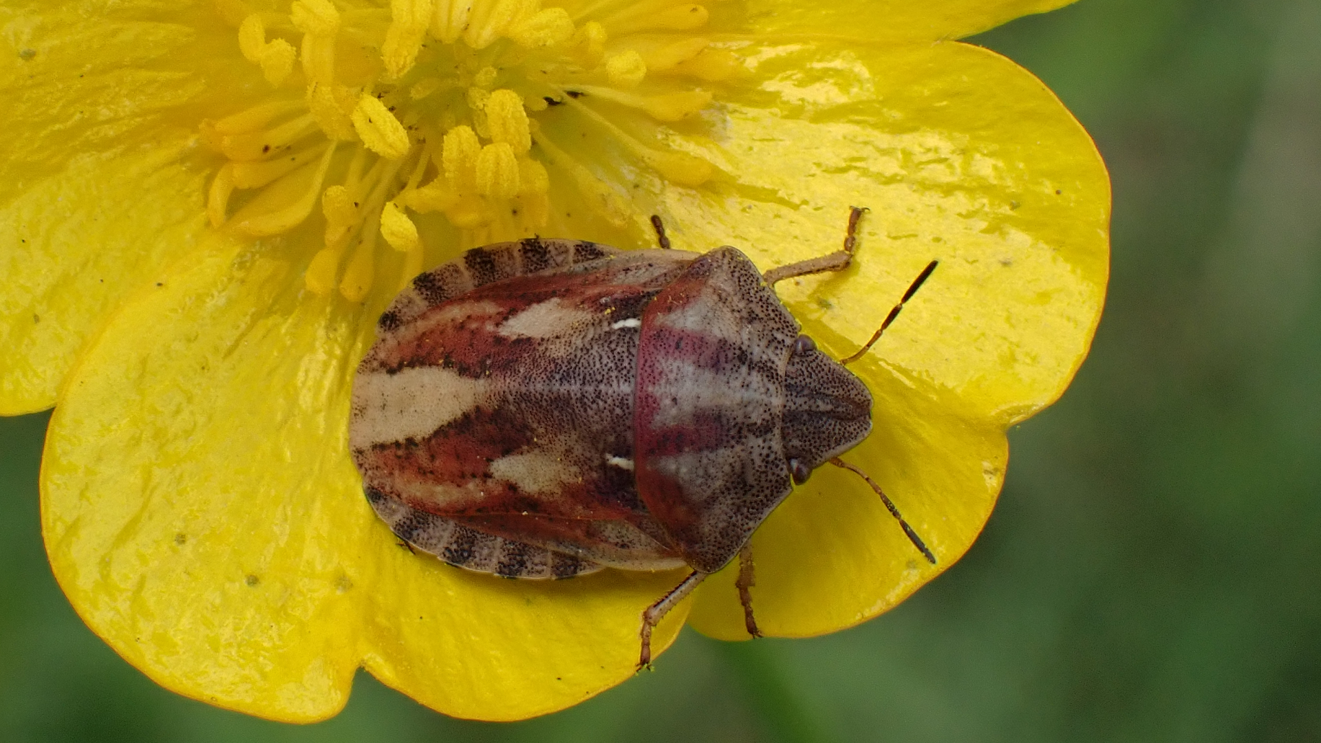 Tortoise Shieldbug
Eurygaster testudinaria