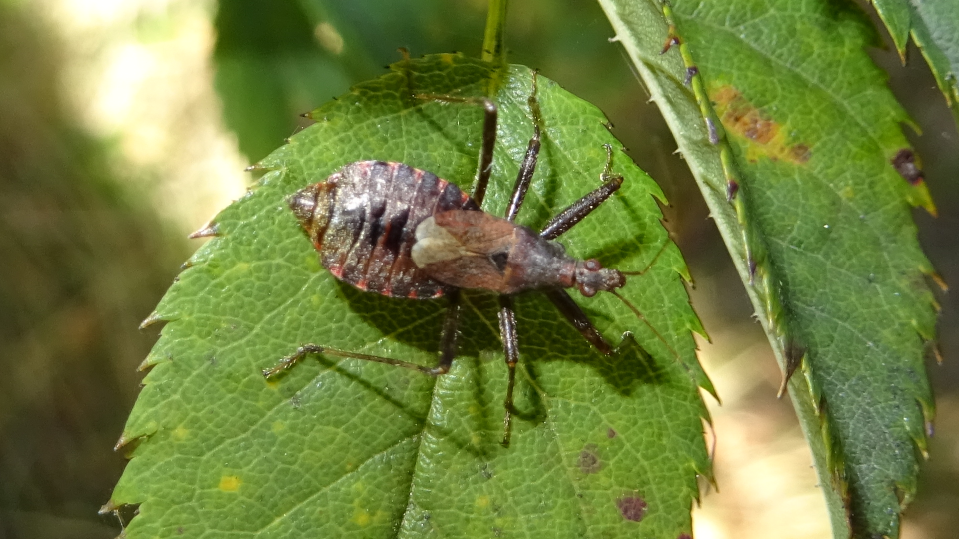 Beetle