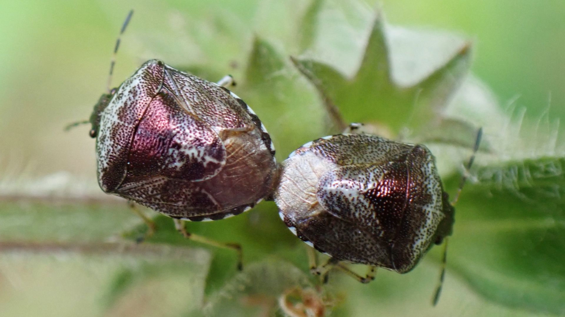 Woundwort Shieldbug
Eysarcoris venustissimus