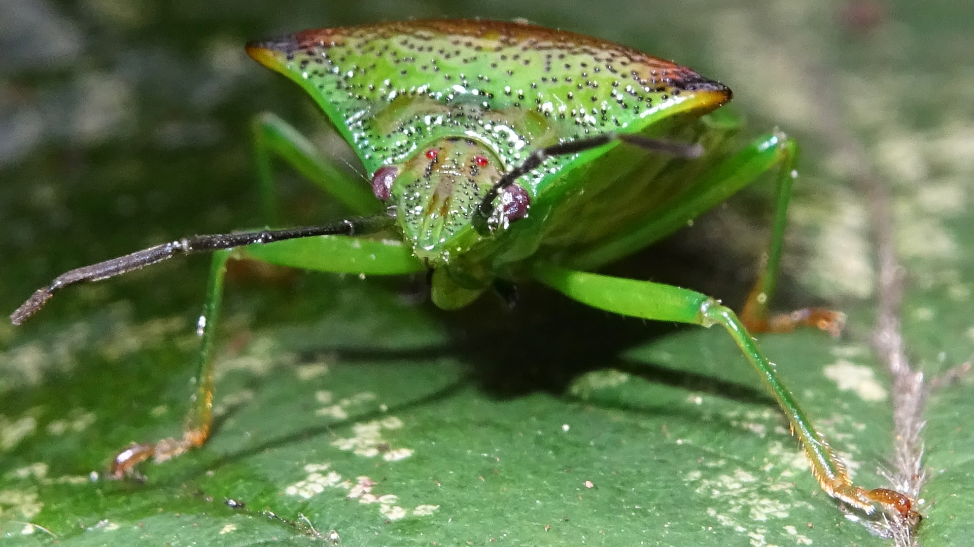 Hawthorn Shieldbug
﻿Acanthosoma haemorrhoidale