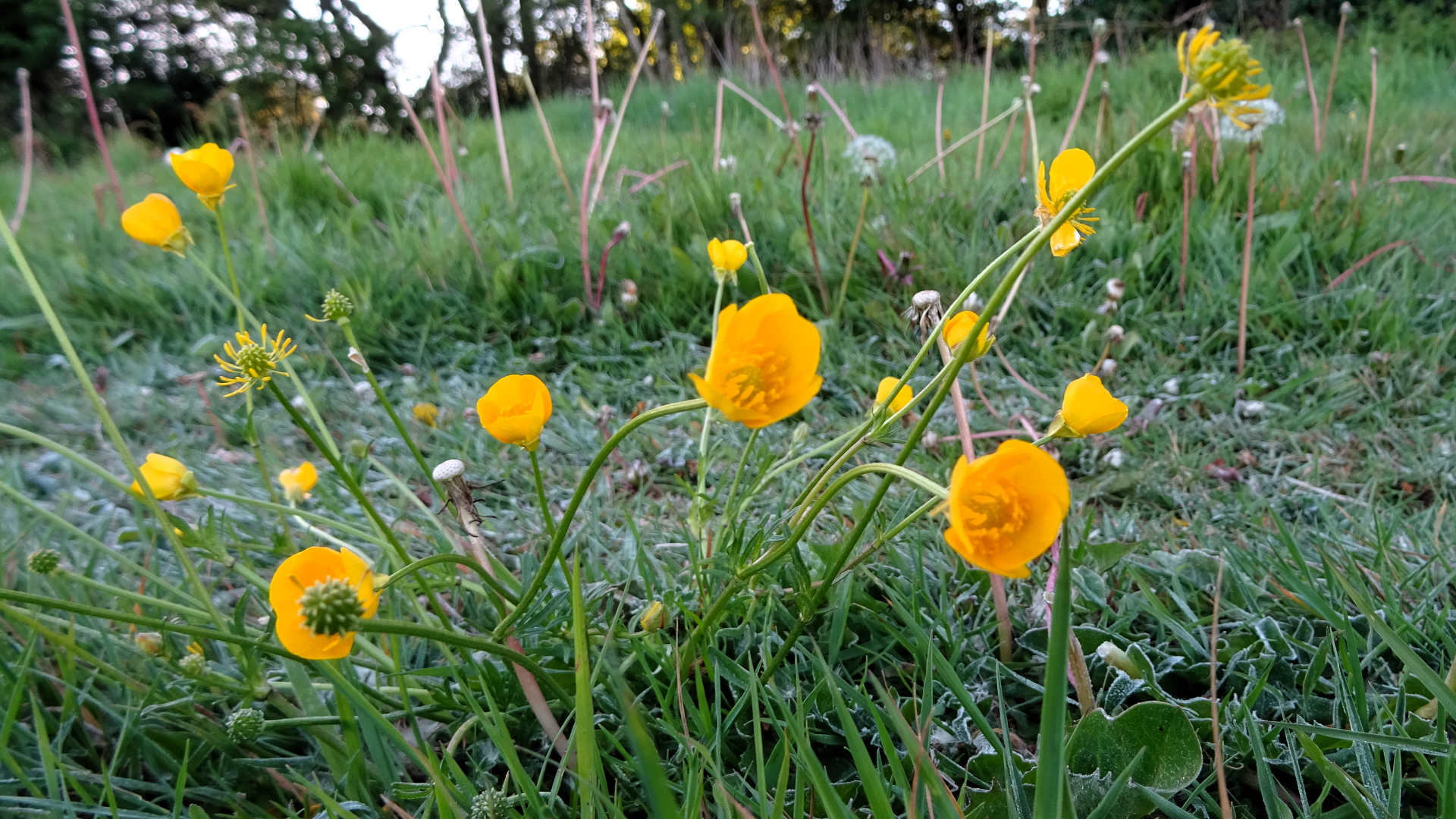 Bulbous Buttercup 