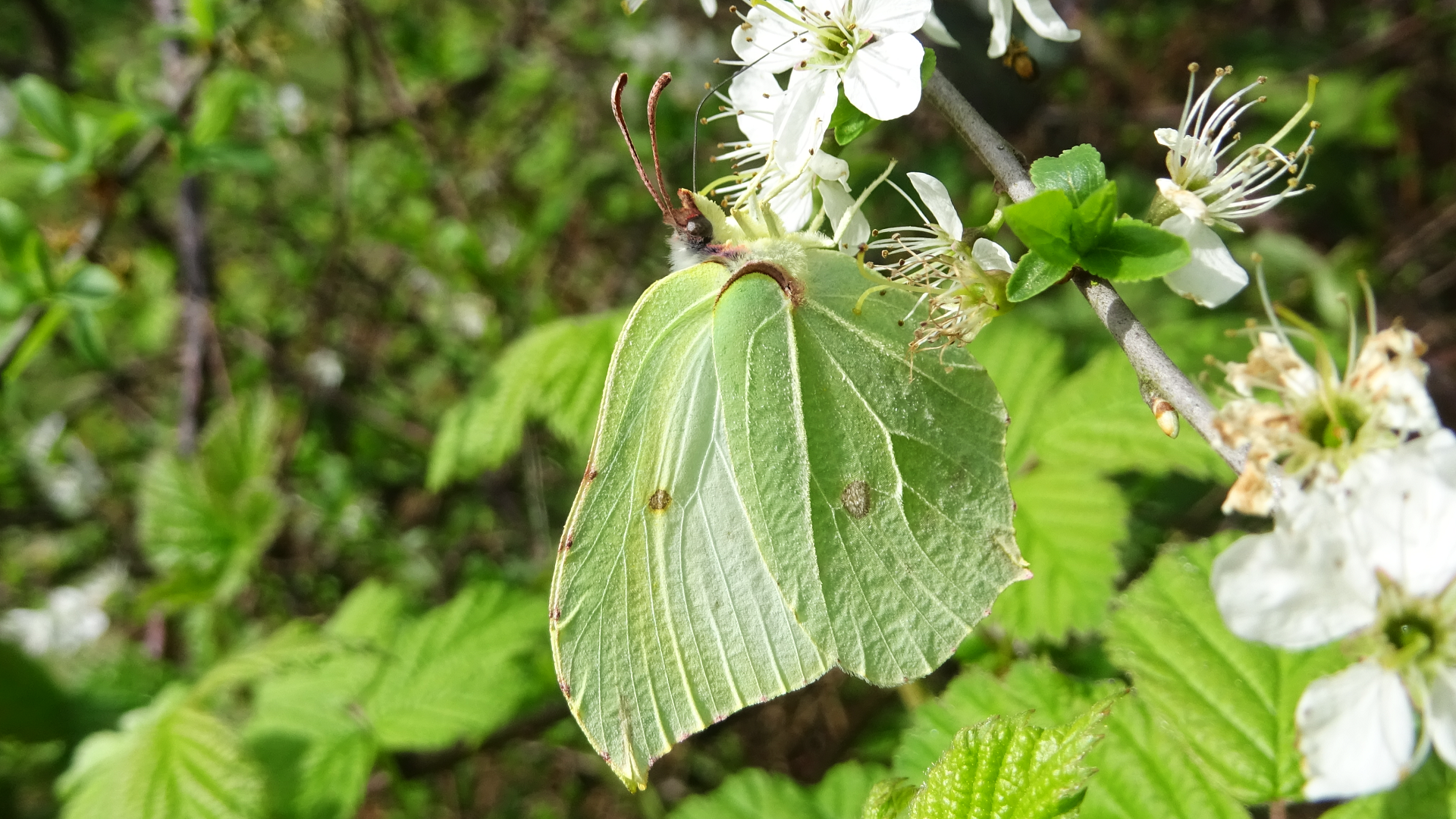 Brimstone
Gonepteryx rhamni
