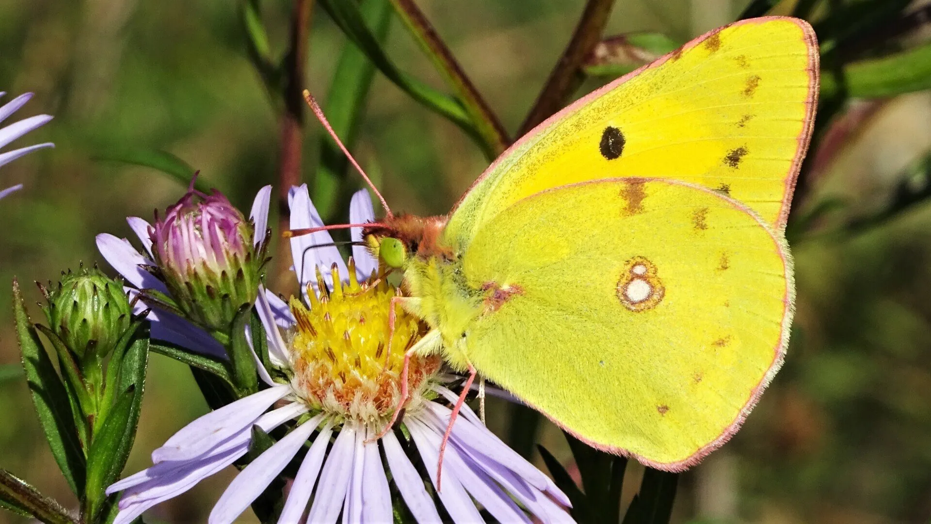 Clouded Yellow
Colias croceus