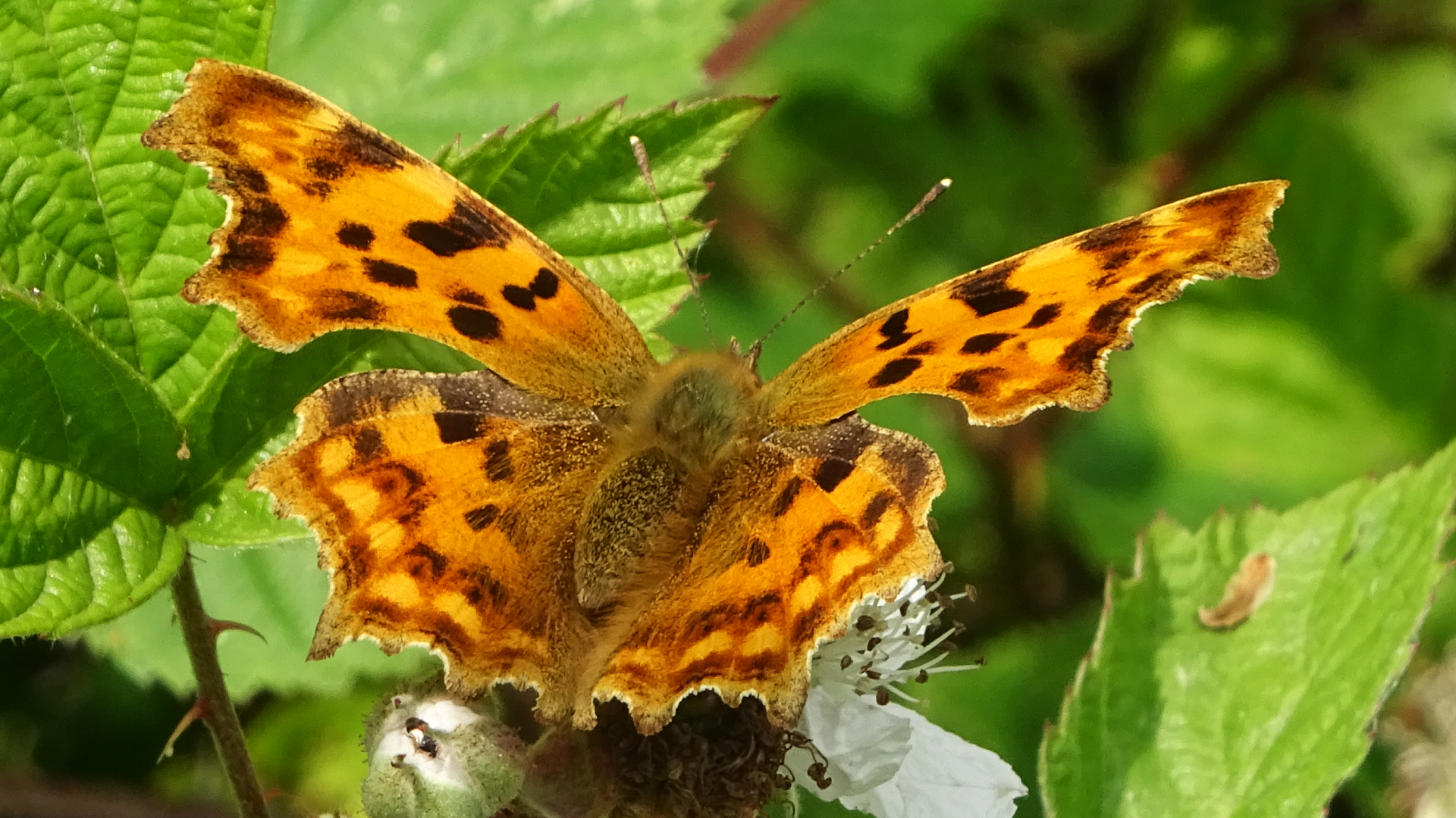 Comma butterfly
Polygonia c-album