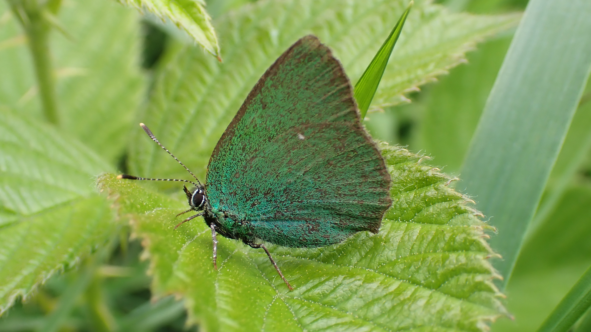 Green Hairstreak
Callophrys rubi