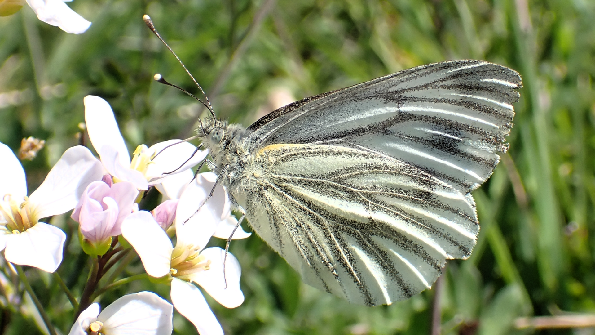 Green-veined White
Pieris napi