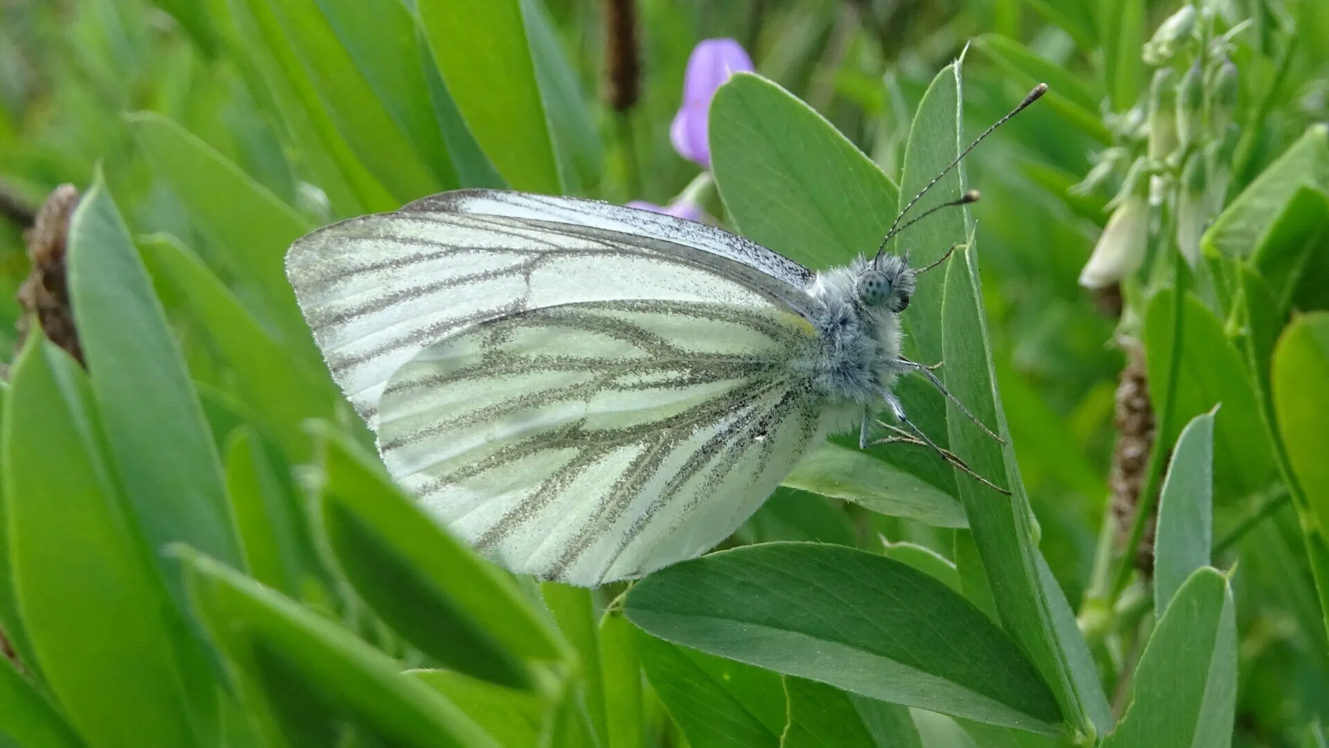 Green-veined White
Pieris napi