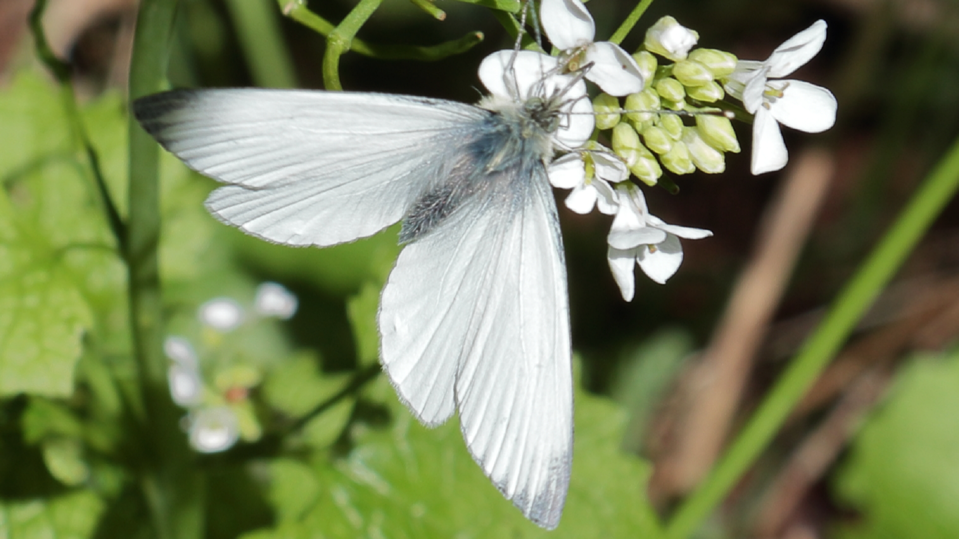 Green-veined White