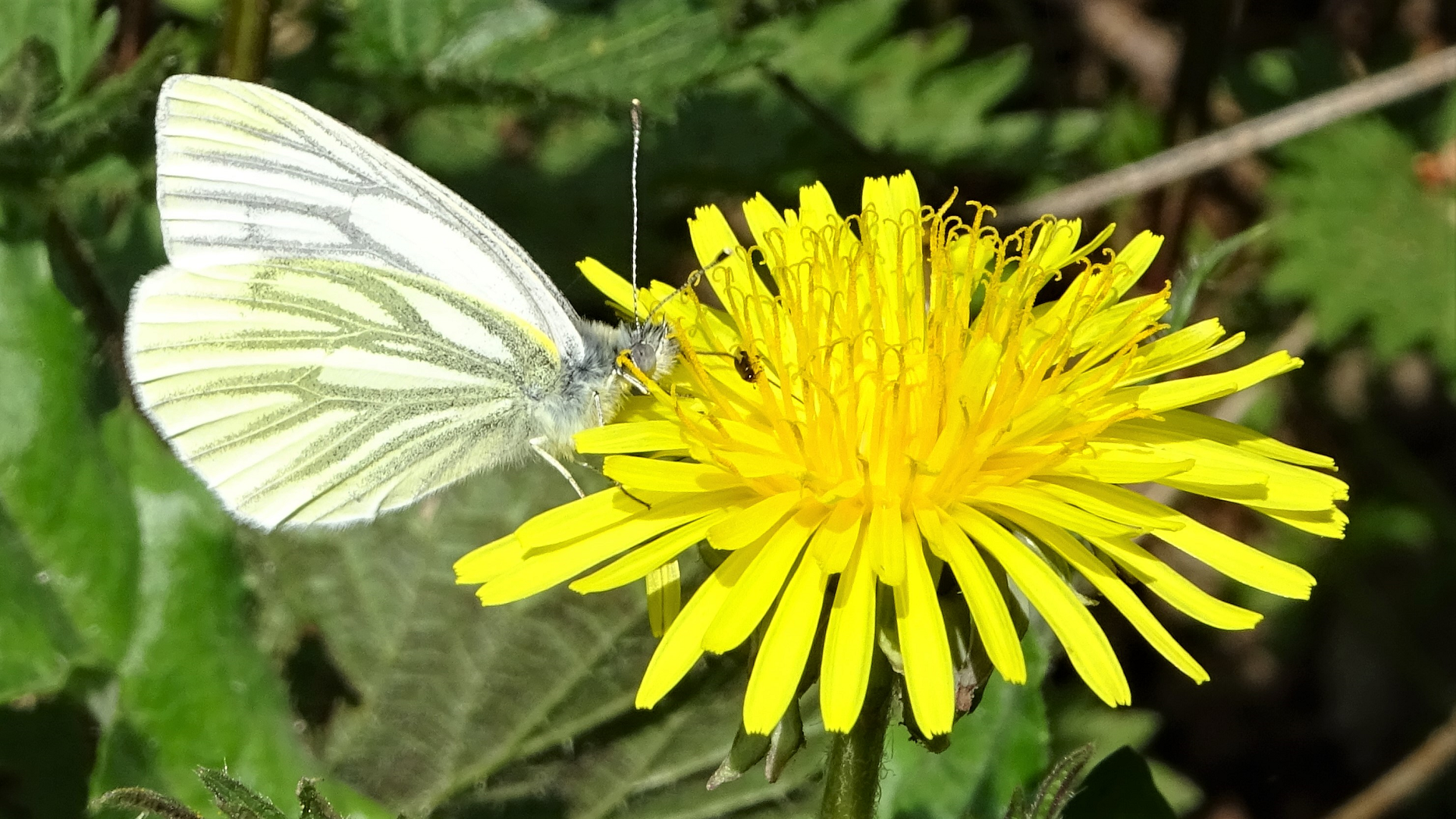 Green-veined White
Pieris napi