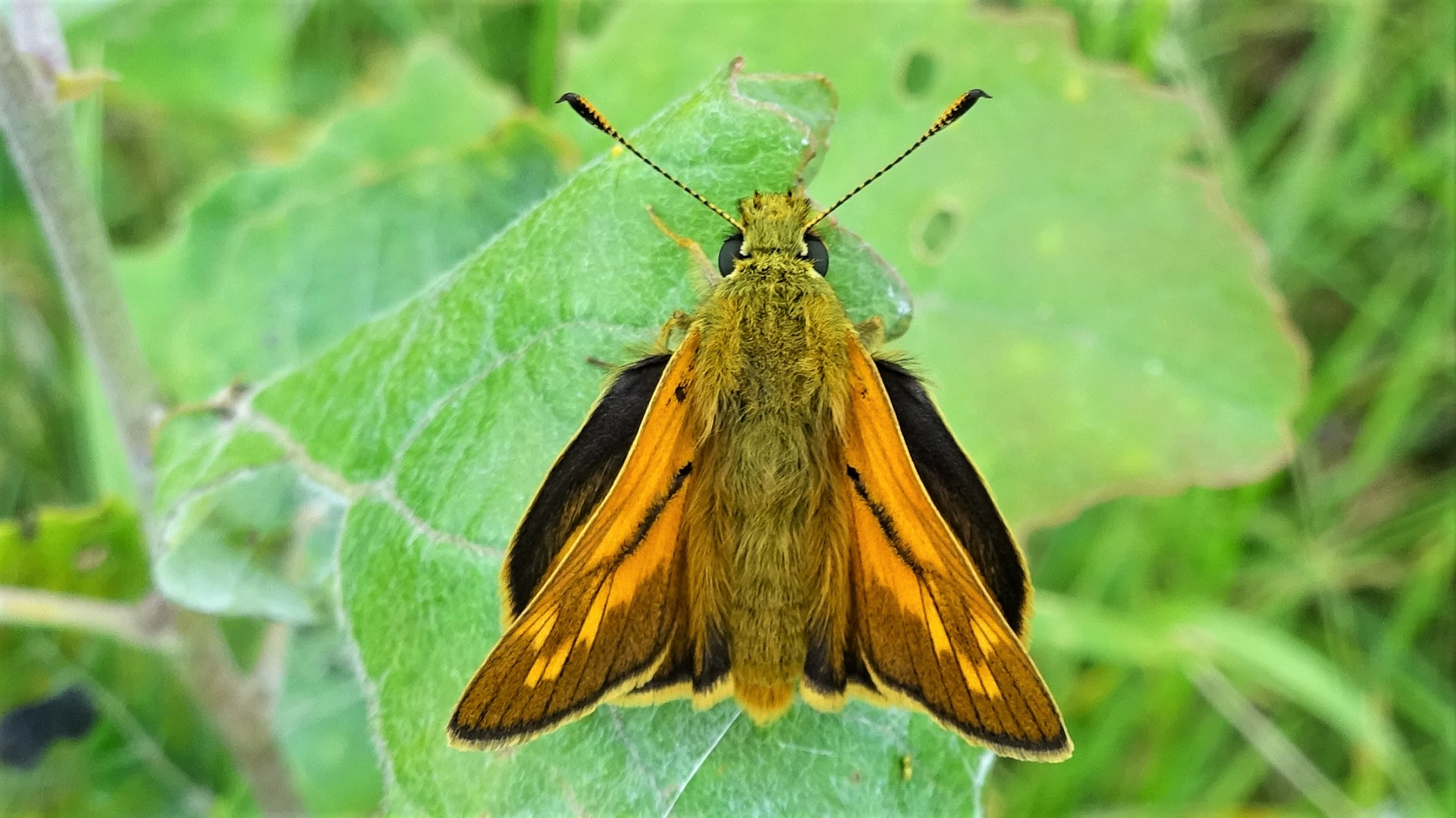 Small Skipper
Thymelicus sylvestris