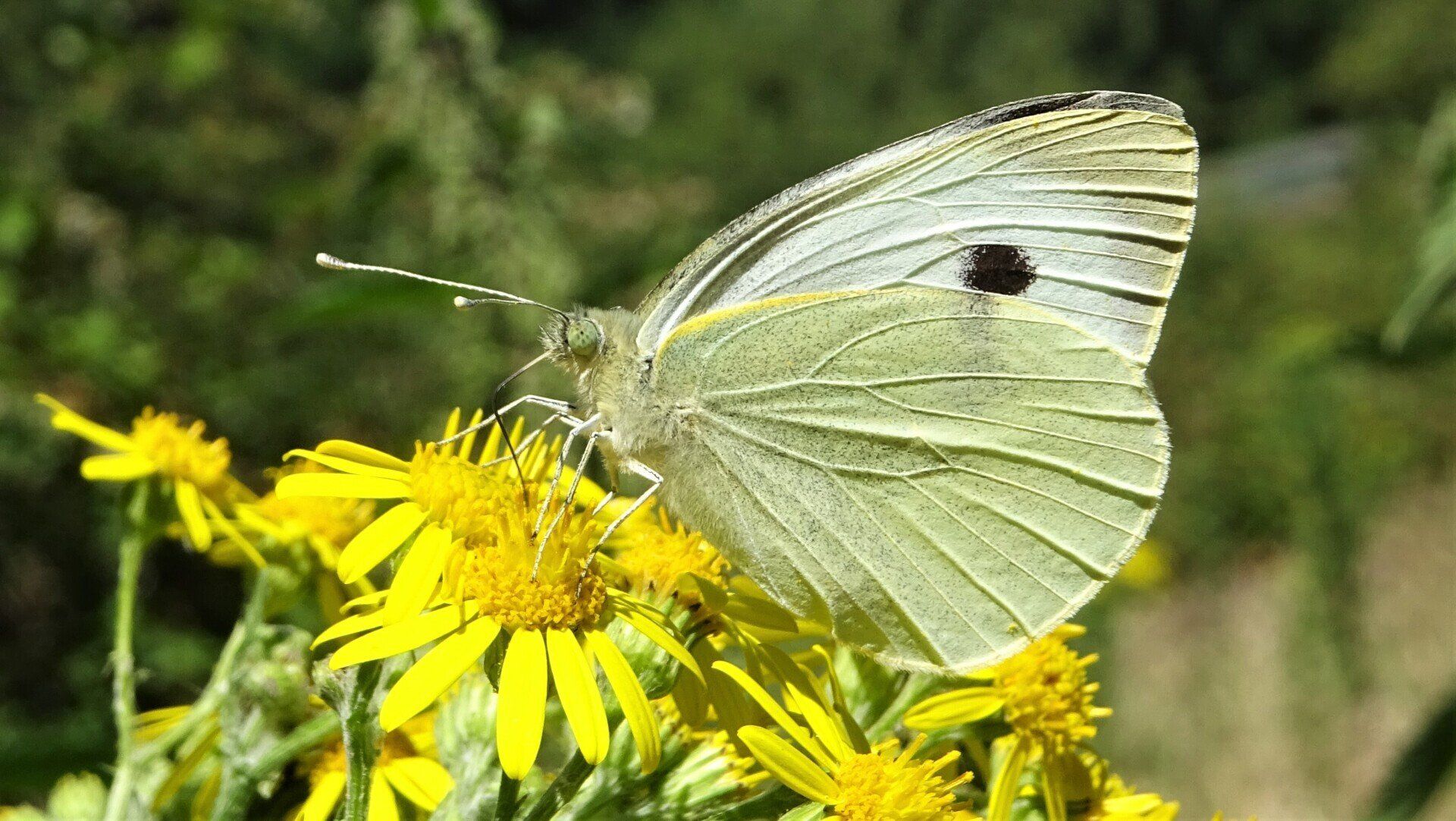 Large White
Pieris brassicae