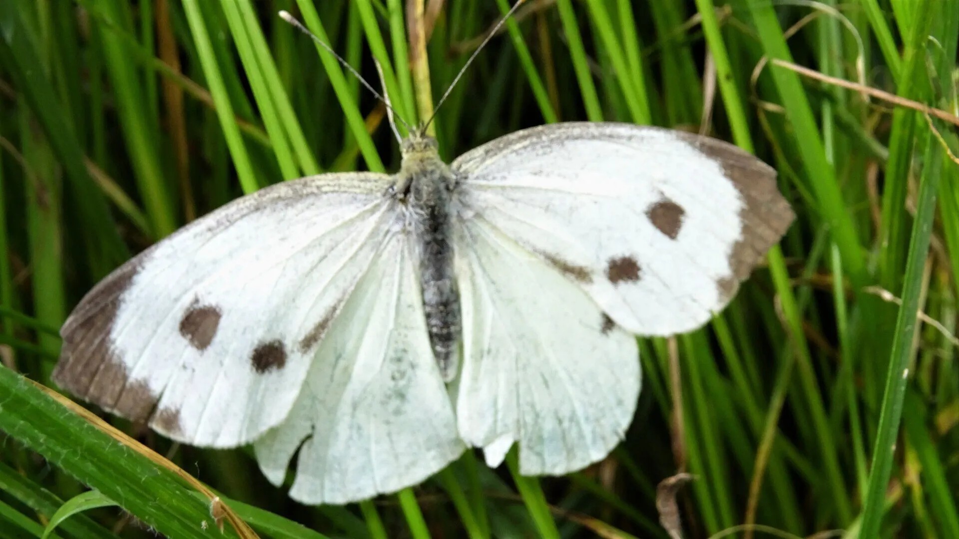 Large White
Pieris brassicae