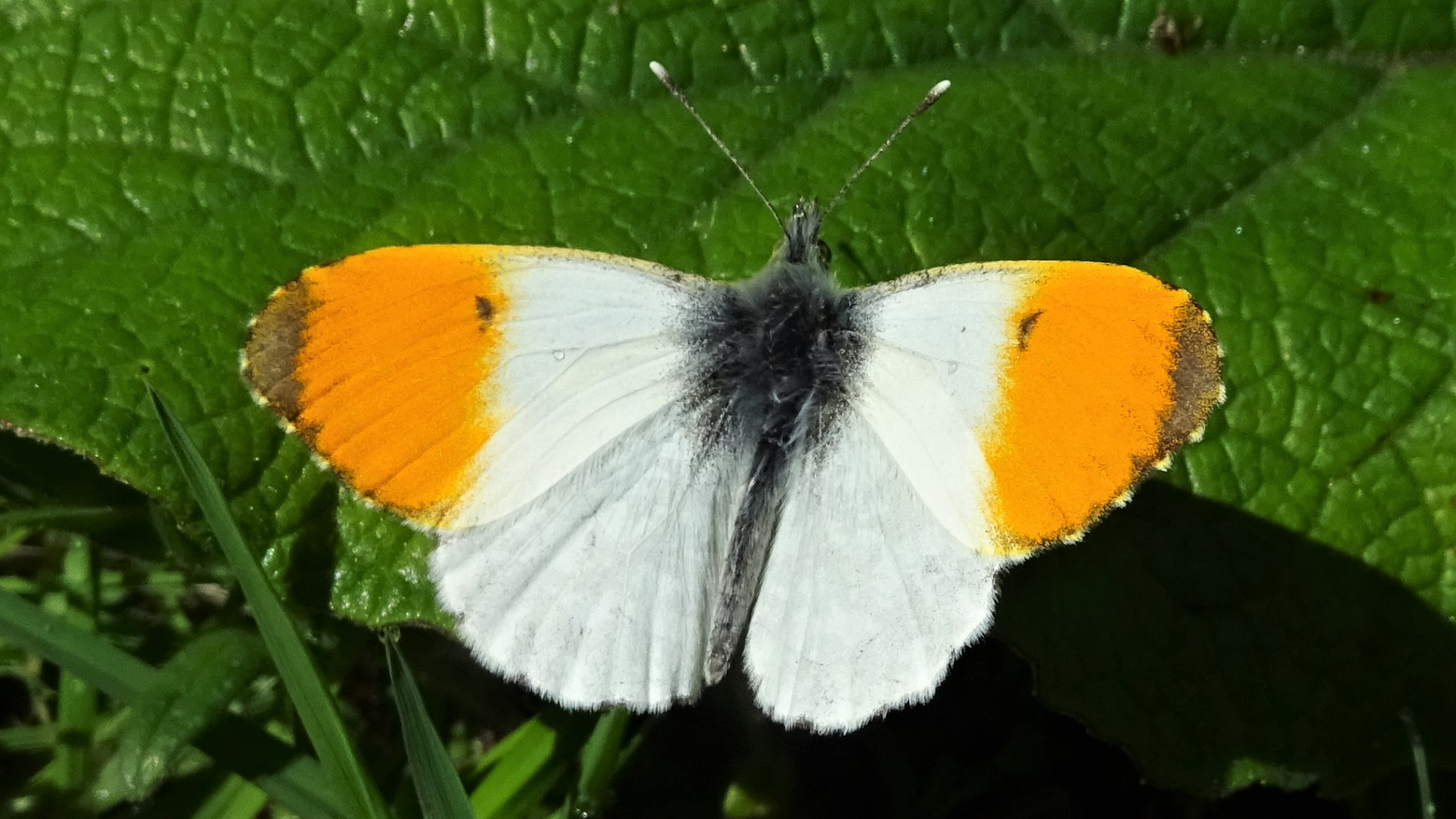 Small Skipper
Thymelicus sylvestris