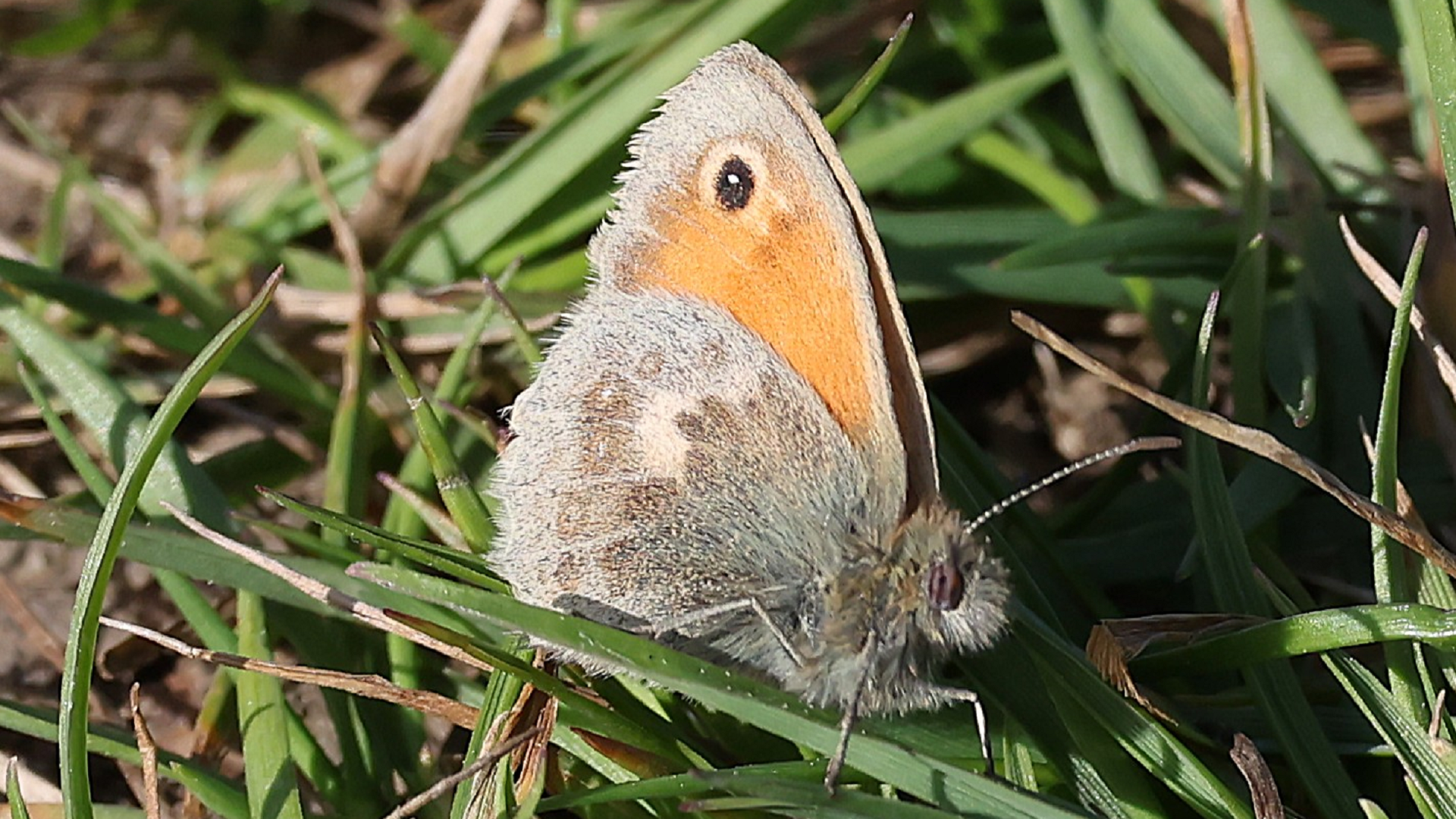 Small Heath
Coenonympha pamphilus