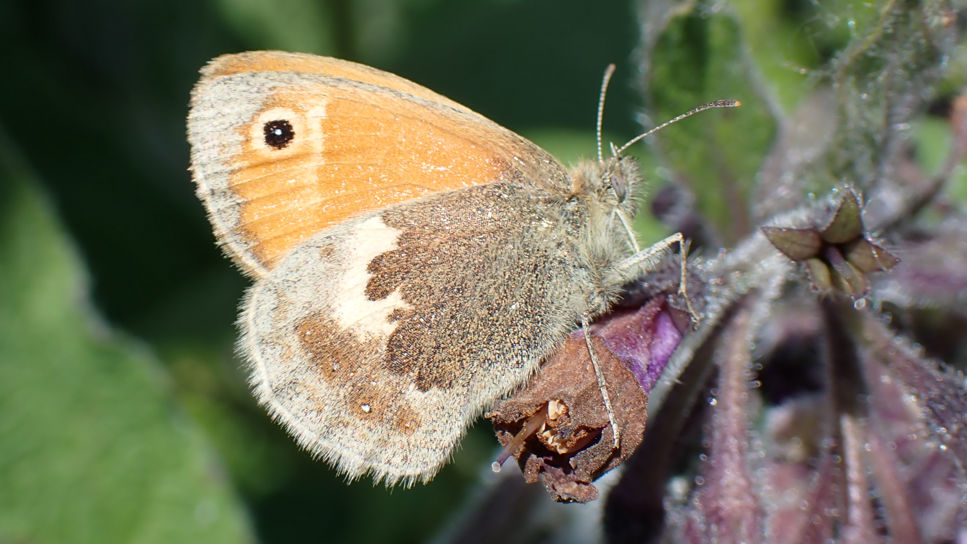 Small Heath
Coenonympha pamphilus