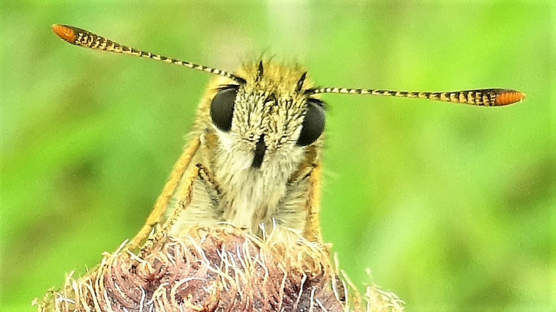 Small Skipper
Thymelicus sylvestris