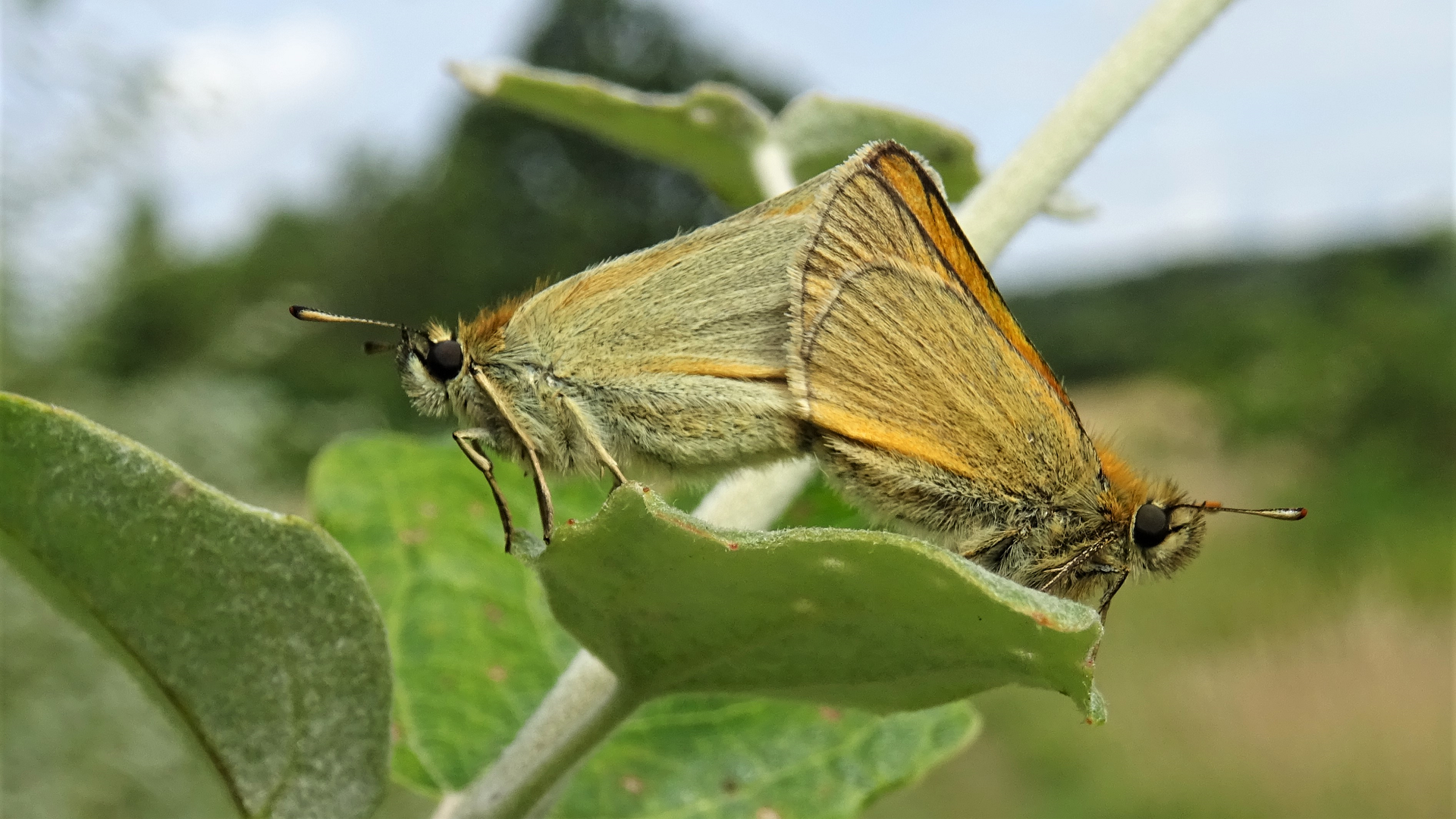 Small Skipper
Thymelicus sylvestris