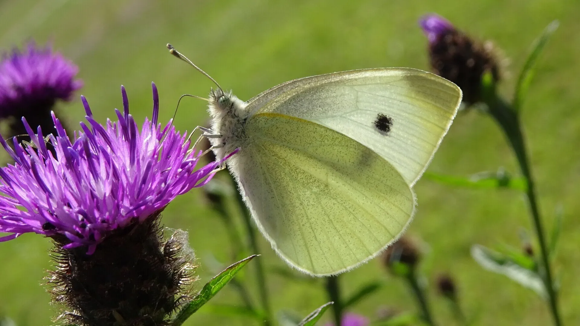 Small White
Pieris rapae