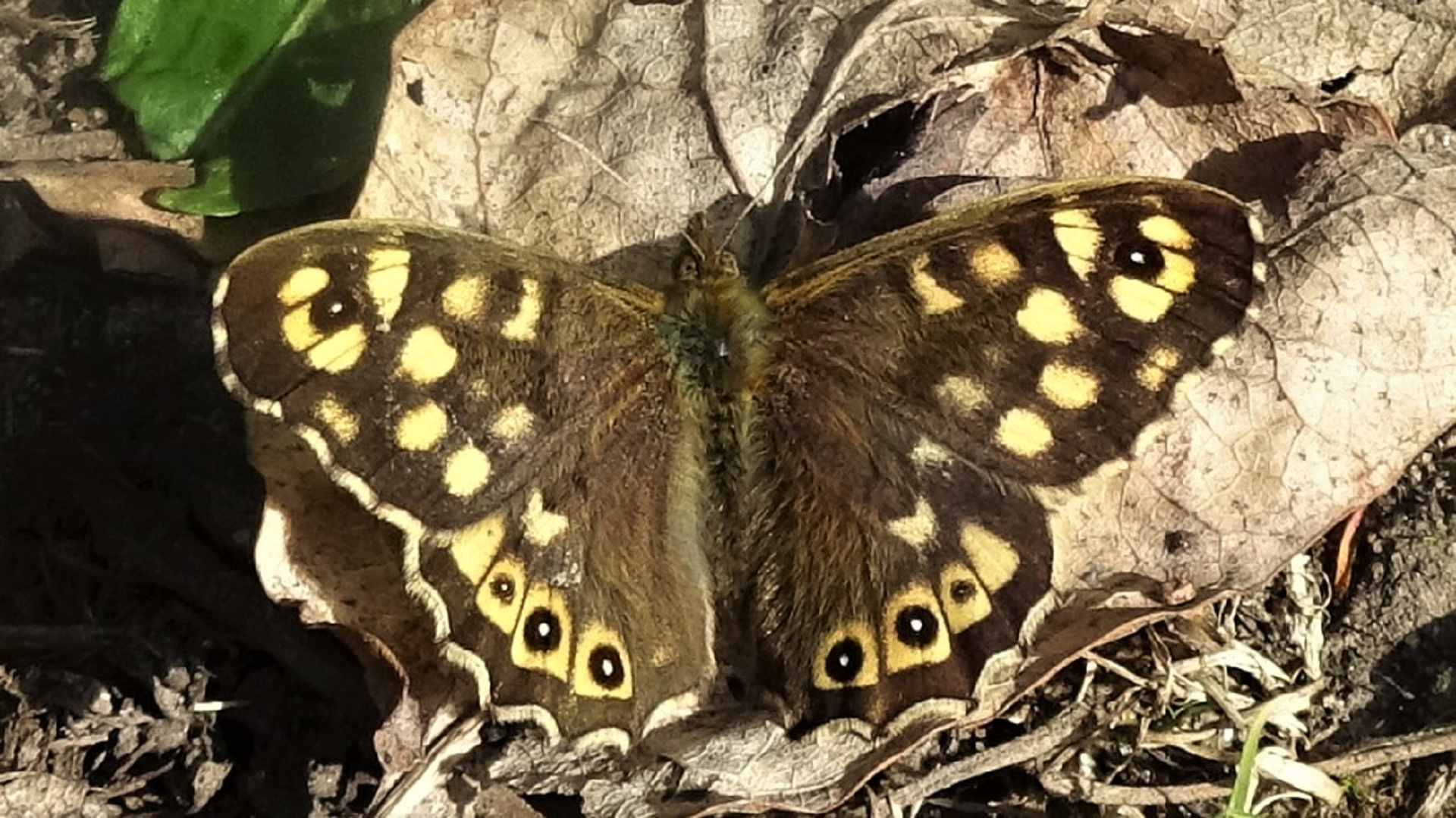 Speckled Wood
Pararge aegeria