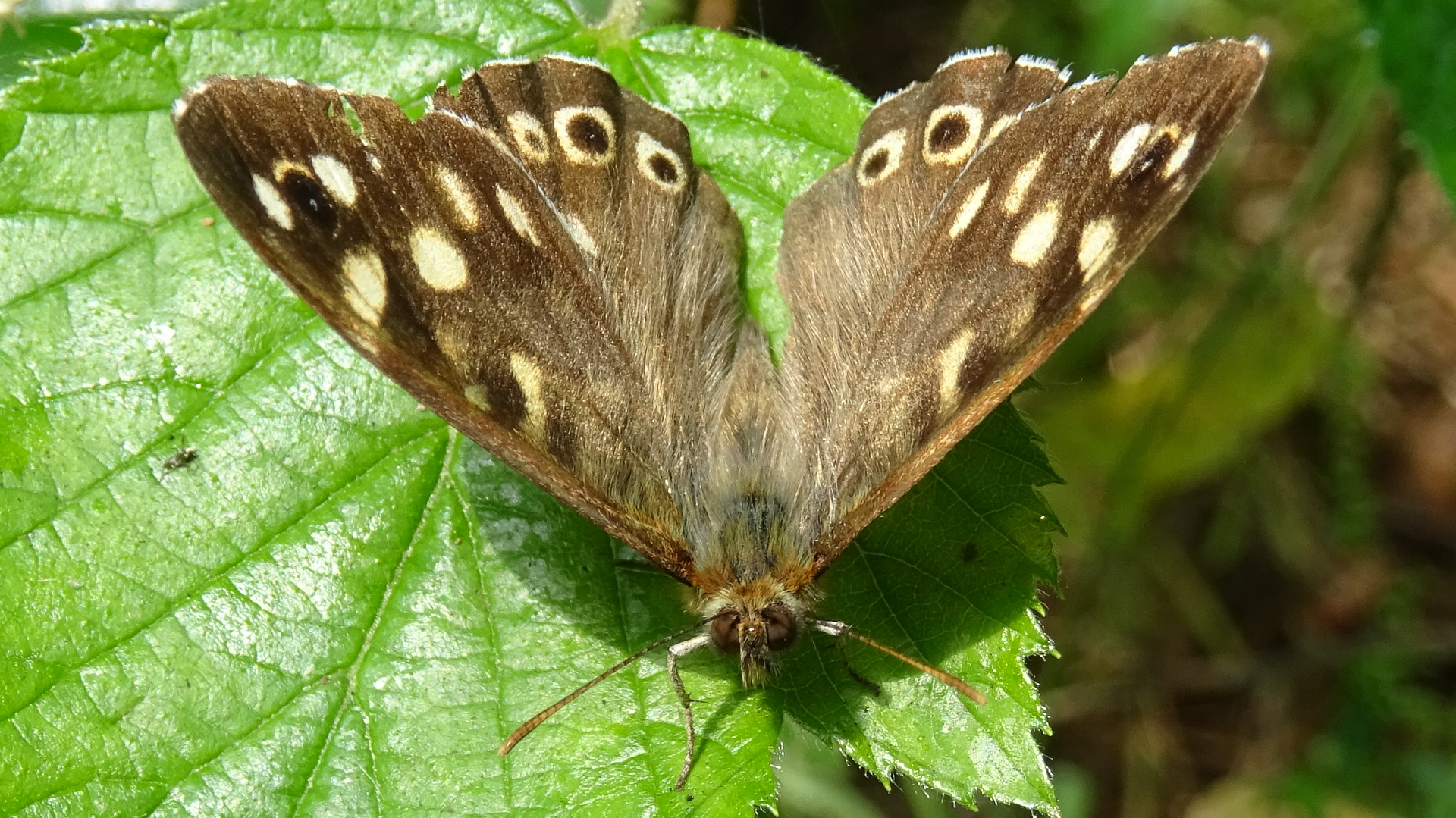Speckled Wood
Pararge aegeria