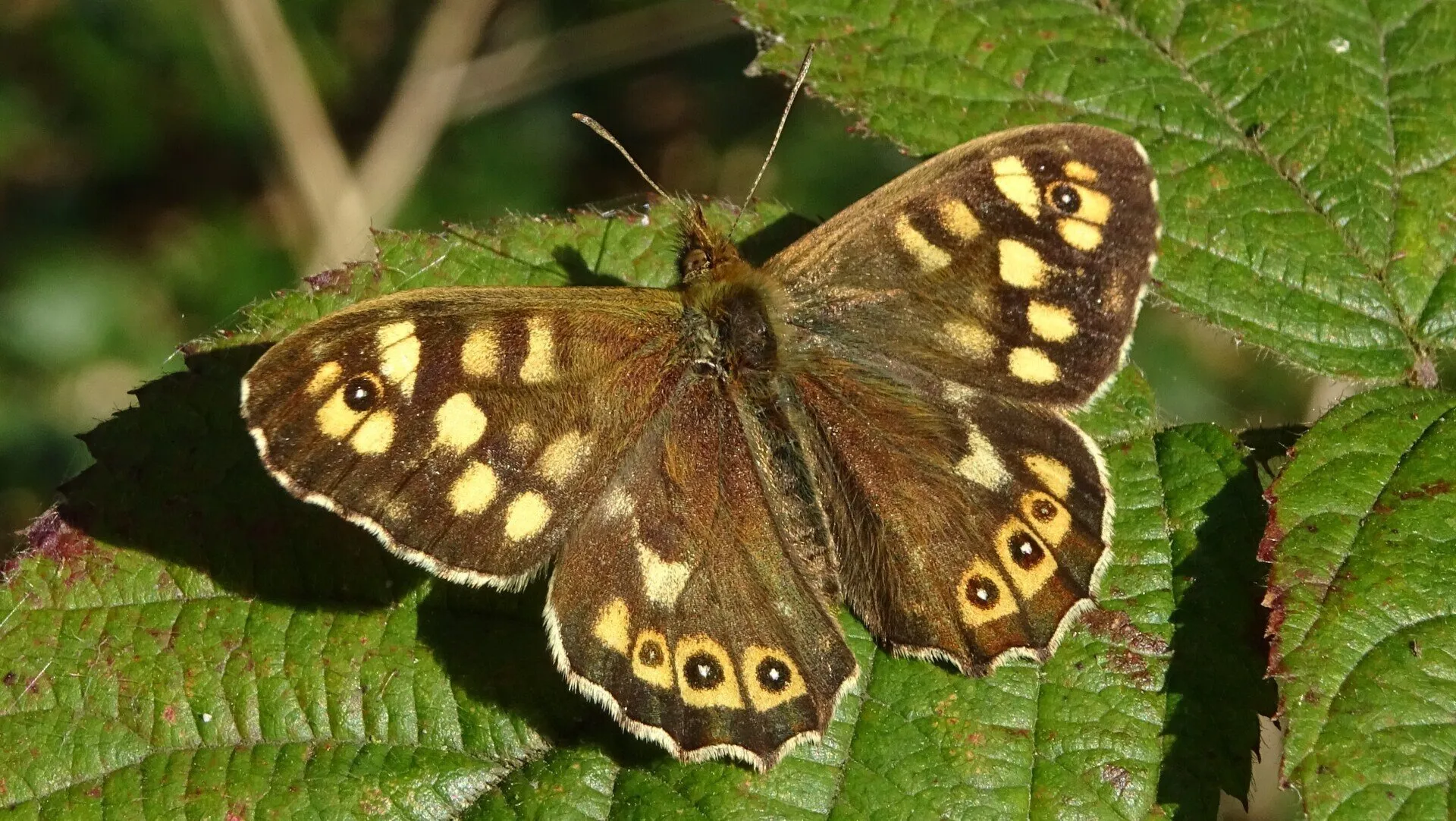 Speckled Wood
Pararge aegeria