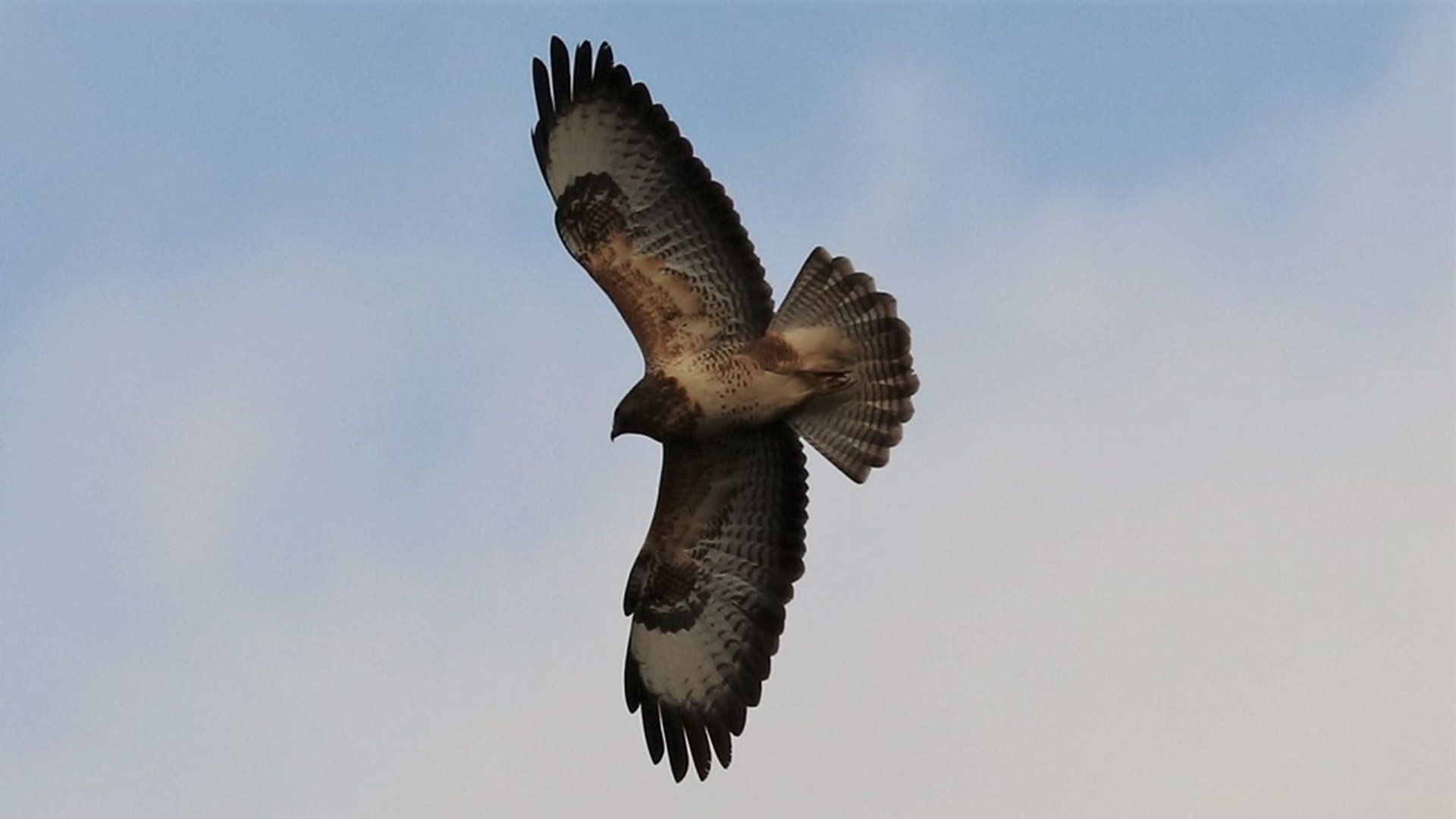 Buzzard
Buteo buteo