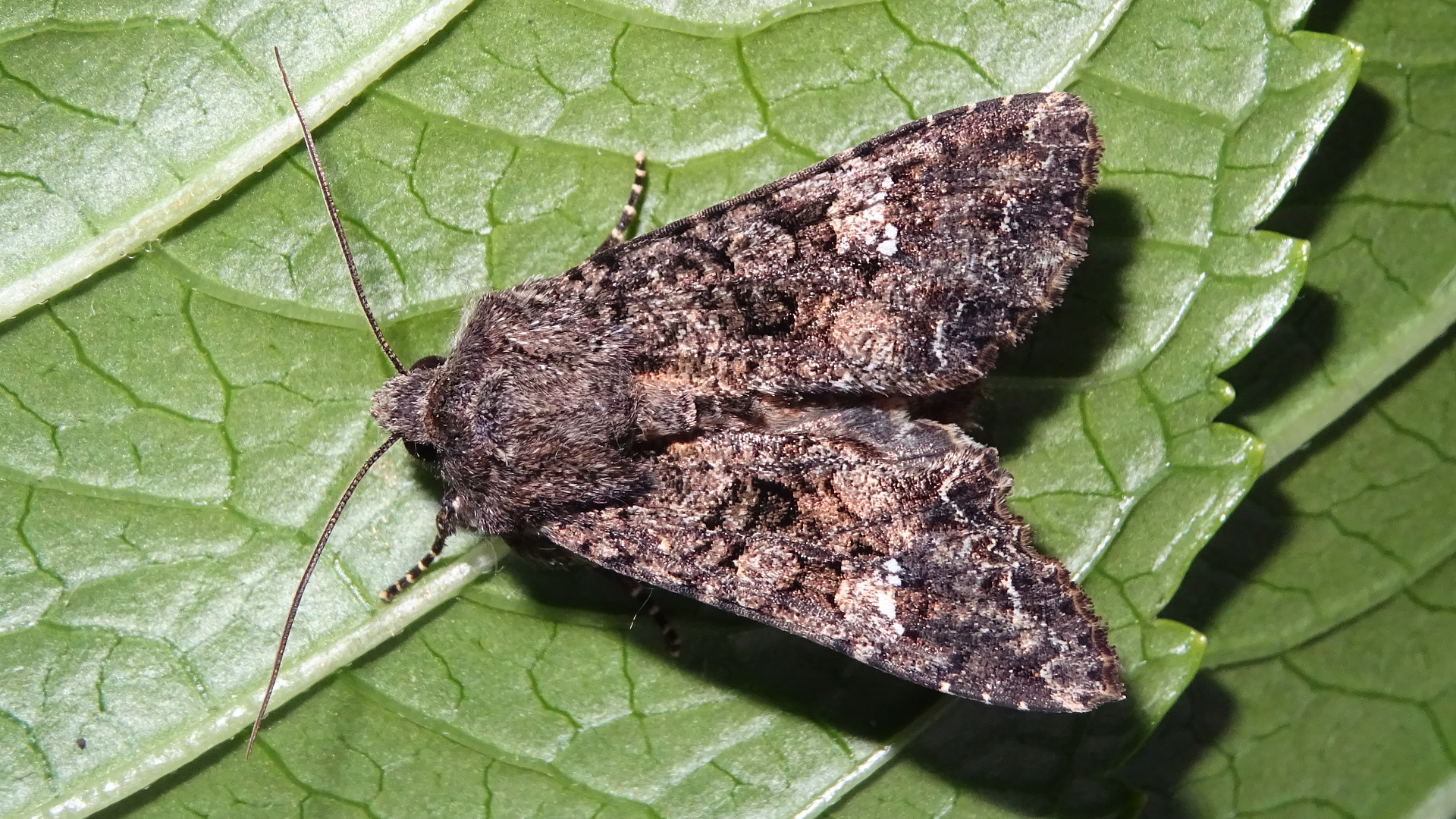 cabbage moth