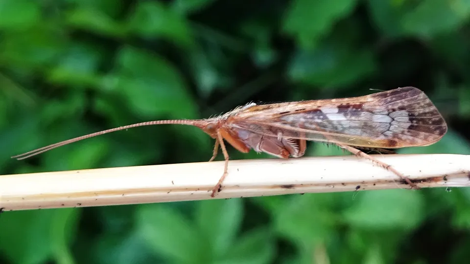 Mottled Sedge Caddisfly
Glyphotaelius pellucidus